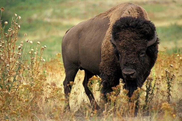 Un habitant dangereux de la faune