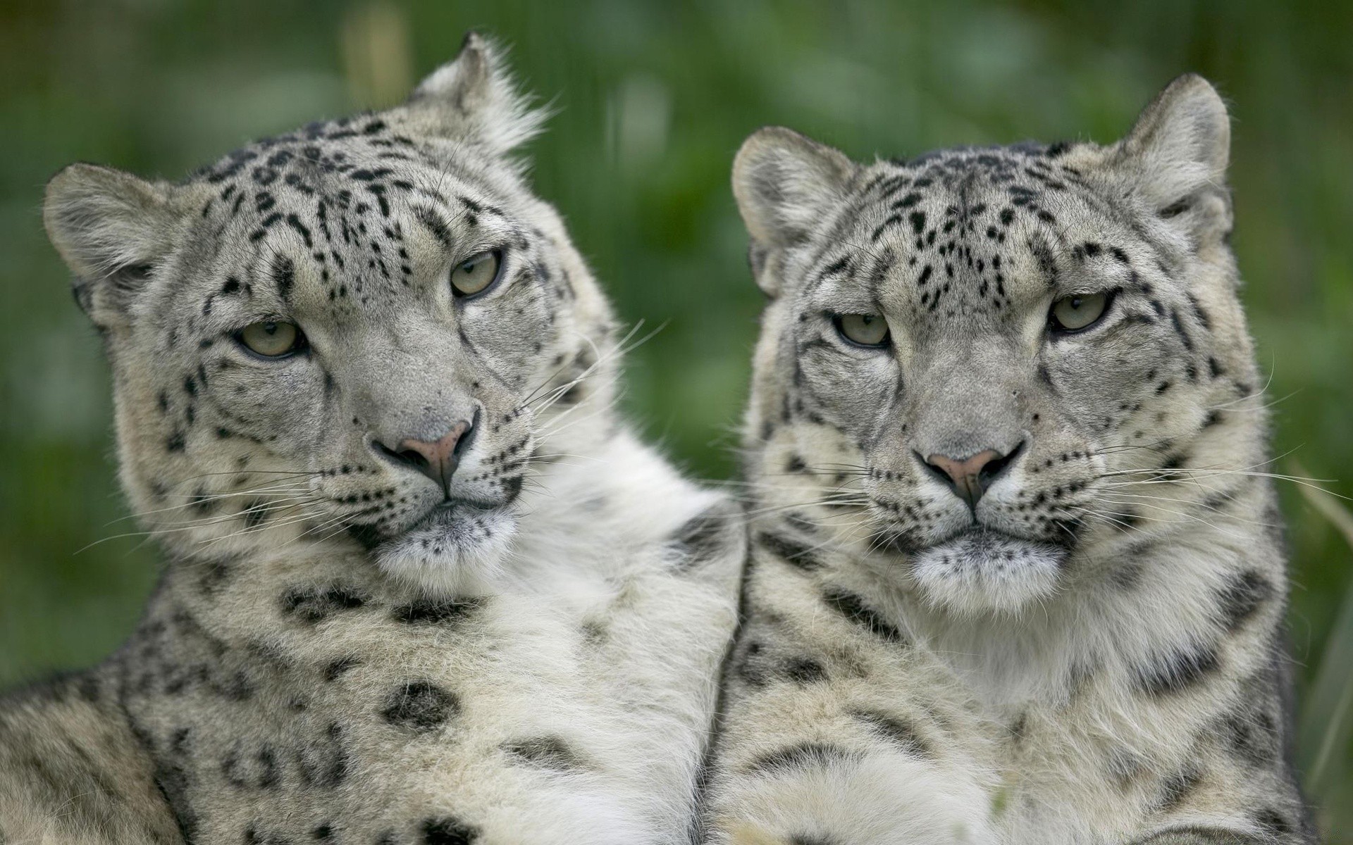 tiere katze tierwelt säugetier raubtier fleischesser leopard tier fell zoo jäger groß wild safari natur panther auge gefährdet dschungel gefahr porträt