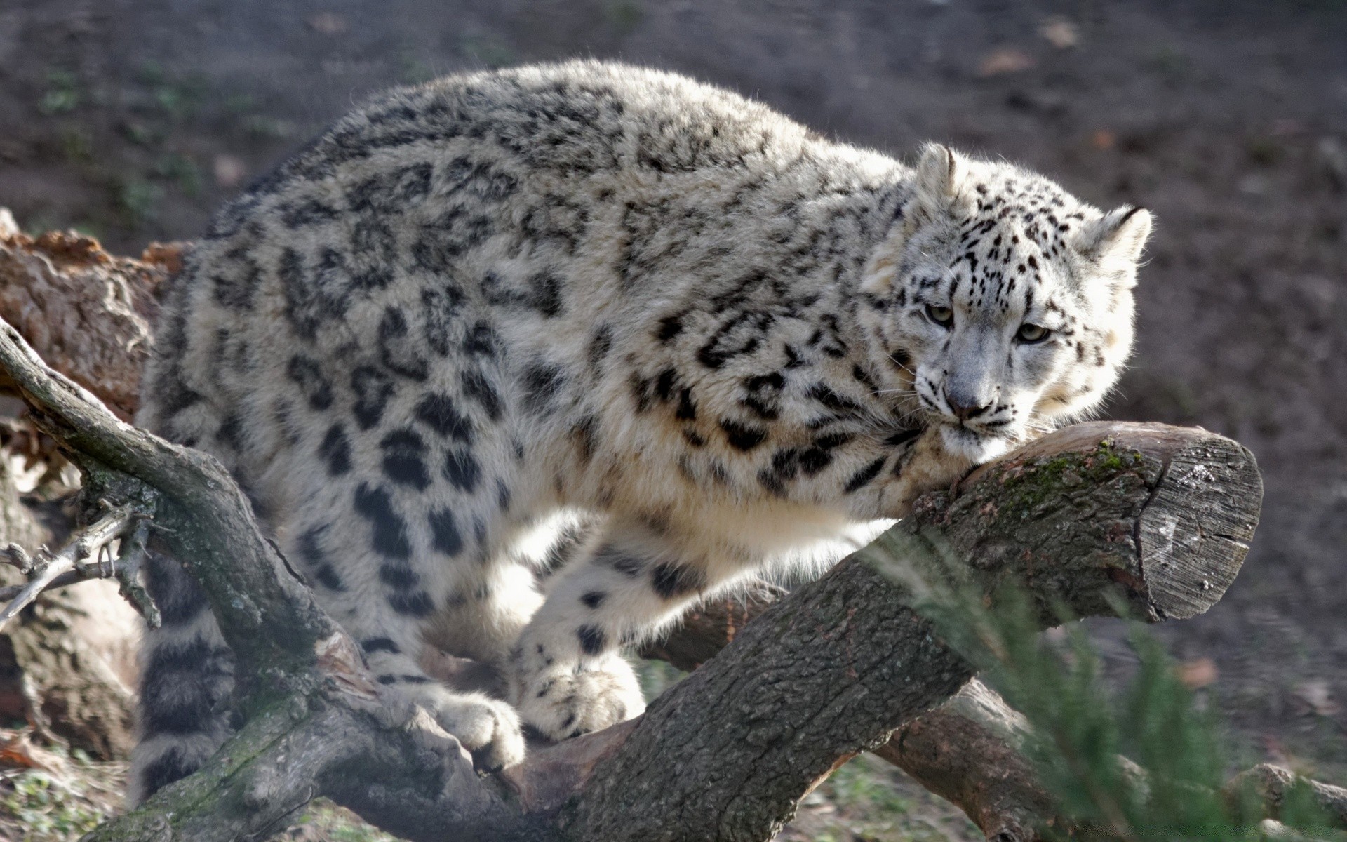 animais vida selvagem mamífero natureza selvagem animal gato predador grande jardim zoológico comedor de carne pele ao ar livre leopardo ameaçado de extinção caçador