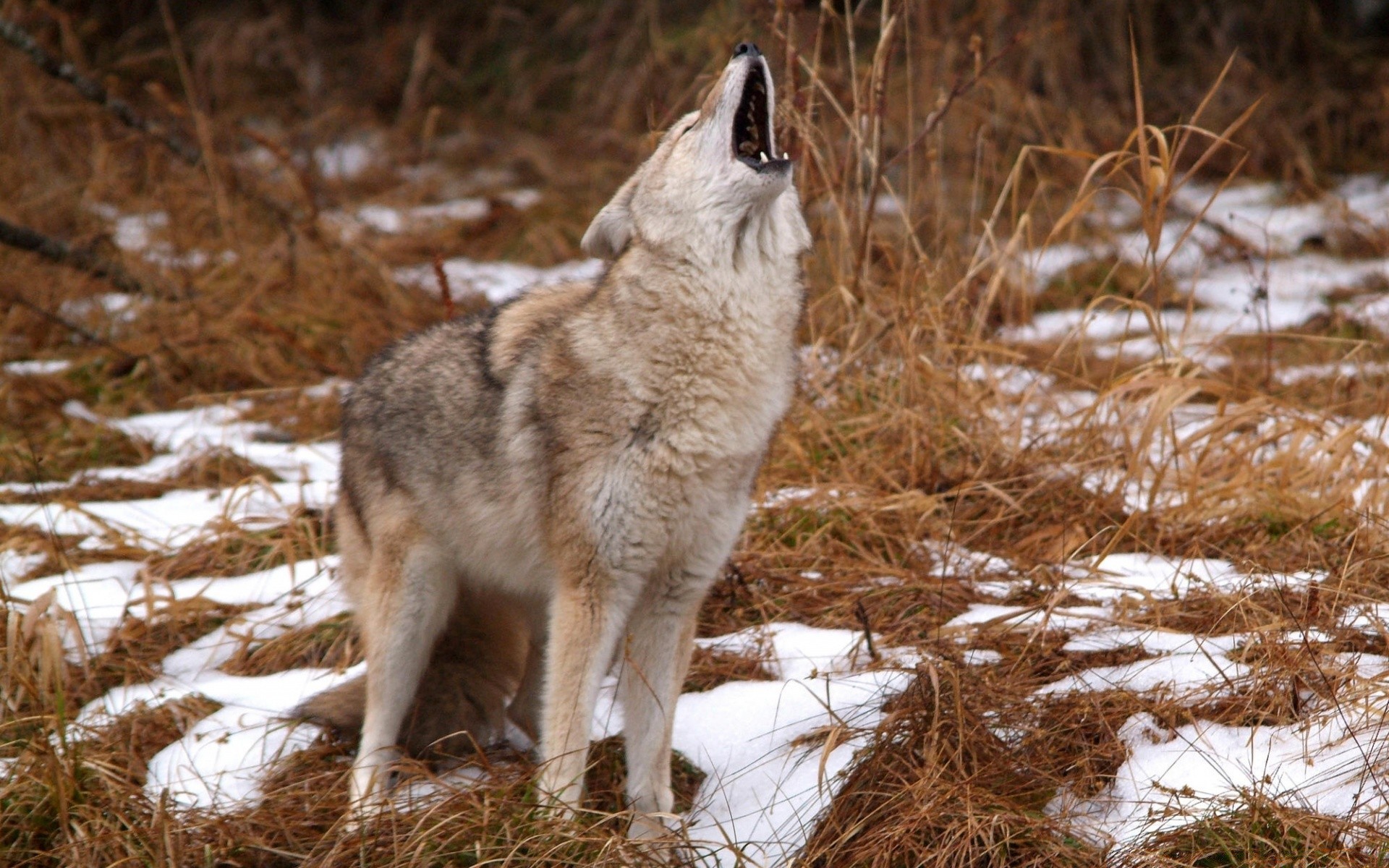 animales lobo mamífero vida silvestre naturaleza perro salvaje al aire libre depredador madera animal hierba carnívoro perro coyote invierno frosty piel