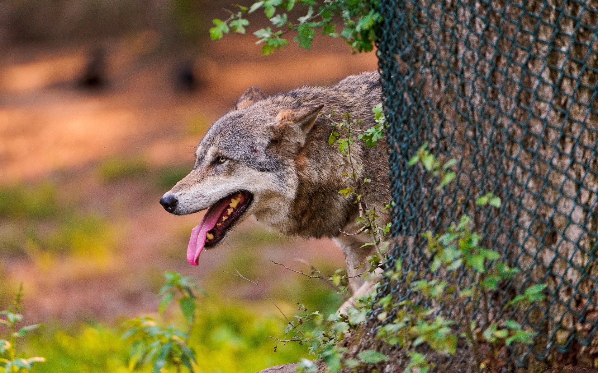 tiere natur im freien holz tierwelt säugetier tier wild baum porträt