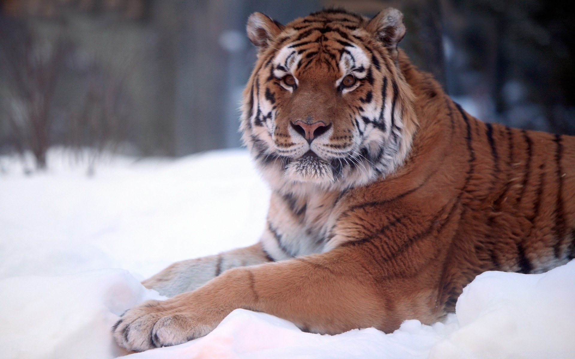 tiere katze tiger säugetier tierwelt raubtier tier jäger zoo wild fleischesser suchen gefahr fell porträt groß jagen natur sibirisch dschungel aggression