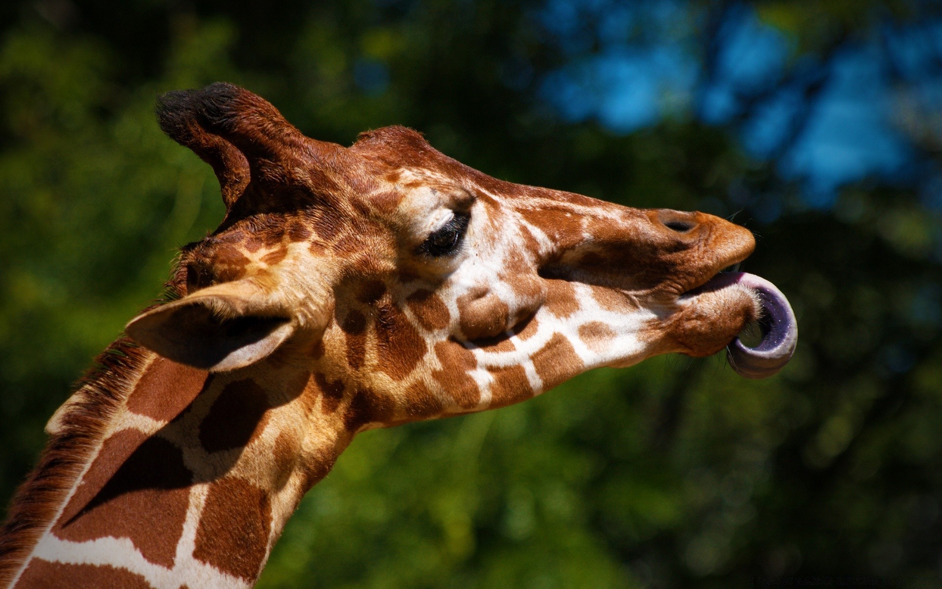 животные природа дикой природы животное жираф дикий млекопитающее портрет зоопарк парк глава большой на открытом воздухе среды один красивые шея милые тропический сафари