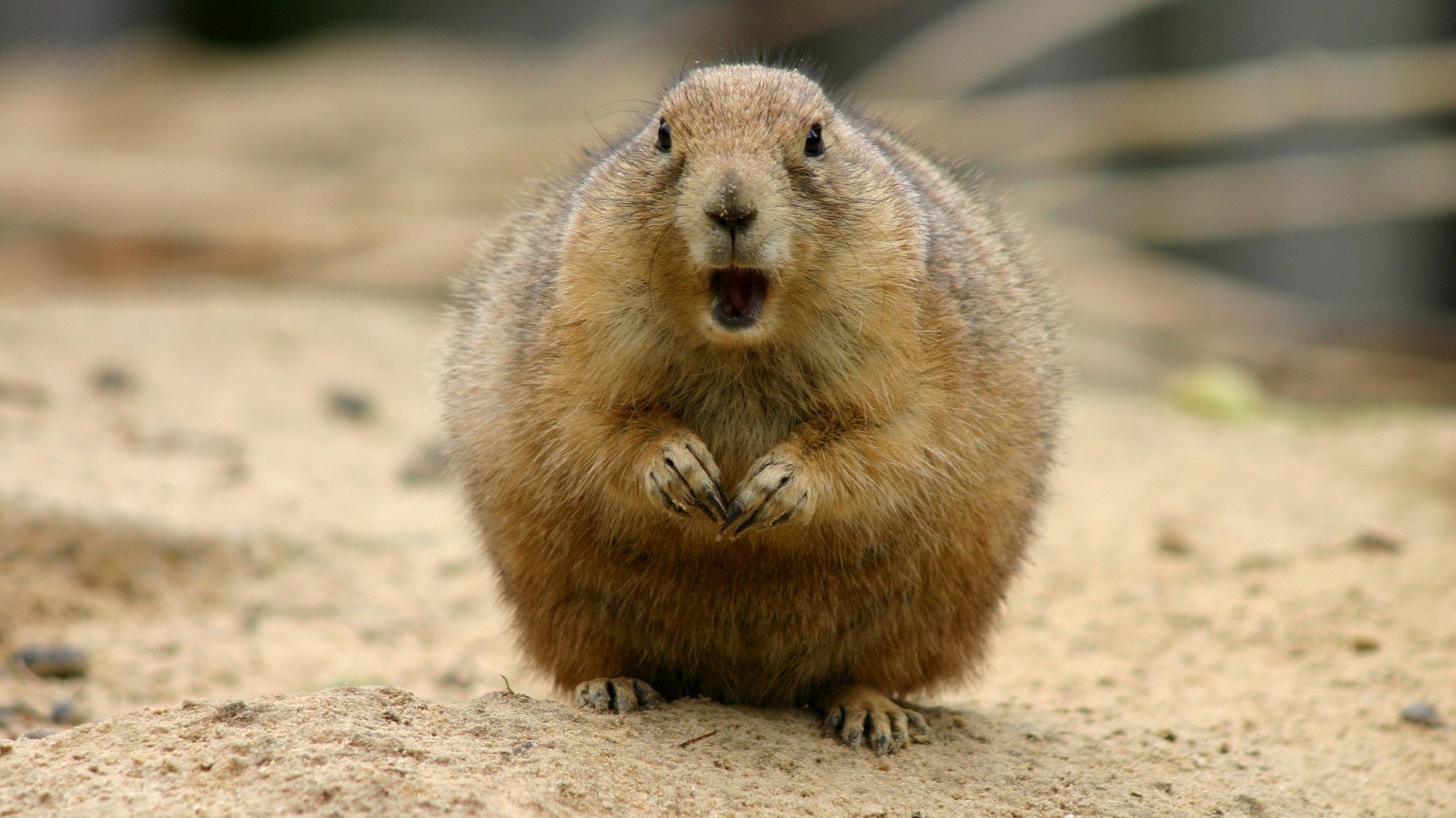 animaux mammifère rongeur la faune mignon nature écureuil fourrure animal petit avertissement à l extérieur s asseoir sauvage au sol