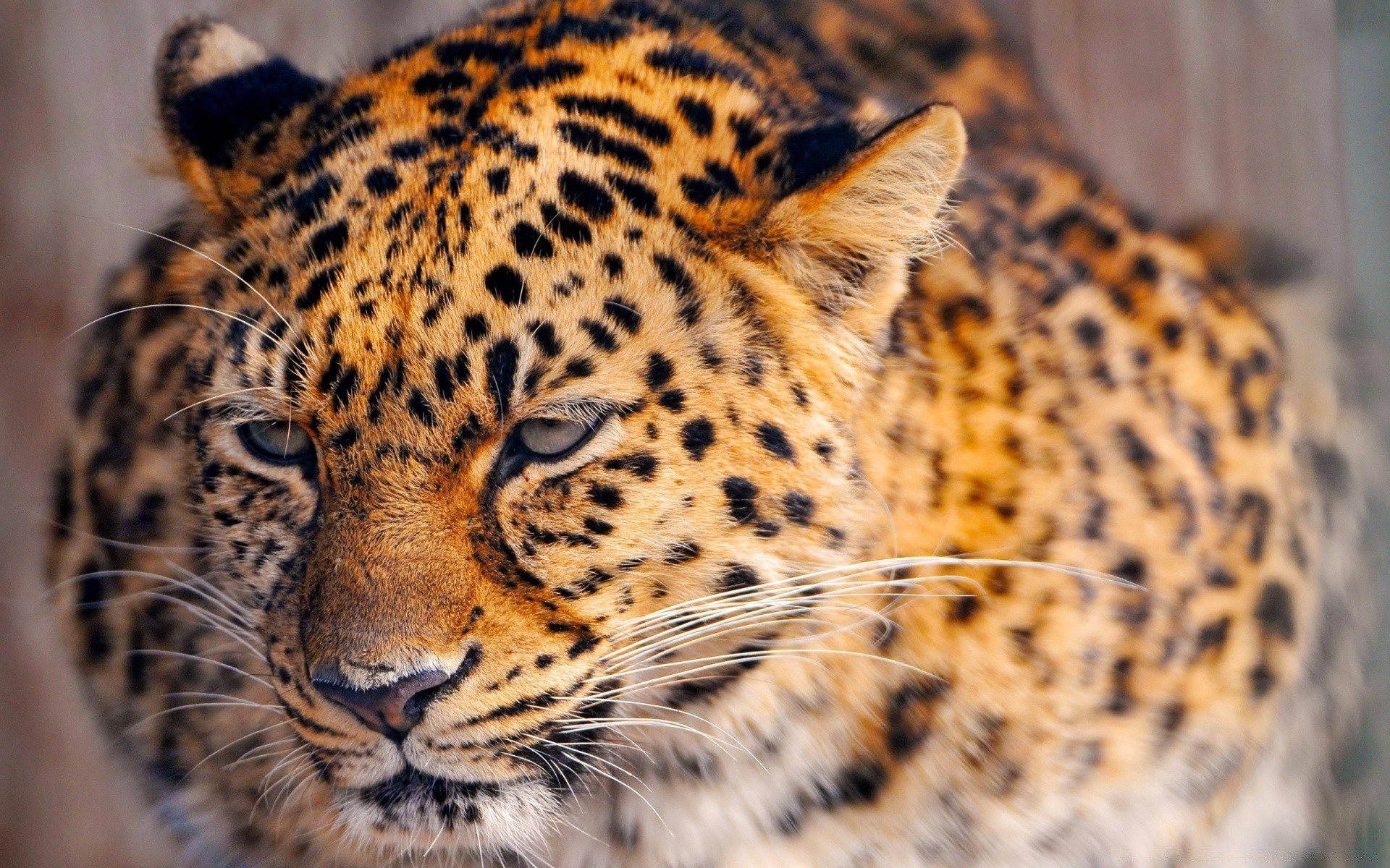 animaux chat faune mammifère animal zoo fourrure prédateur léopard chasseur nature tigre