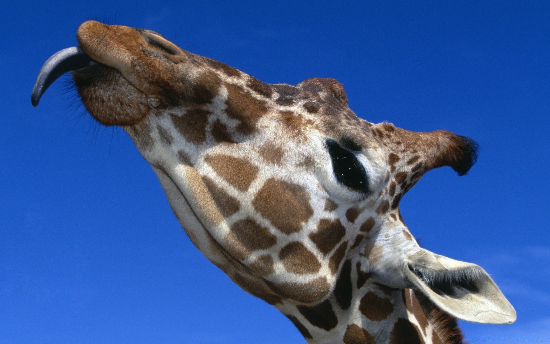 animali giraffa fauna selvatica animale natura testa collo selvaggio mammifero ritratto uno zoo lungo bocca