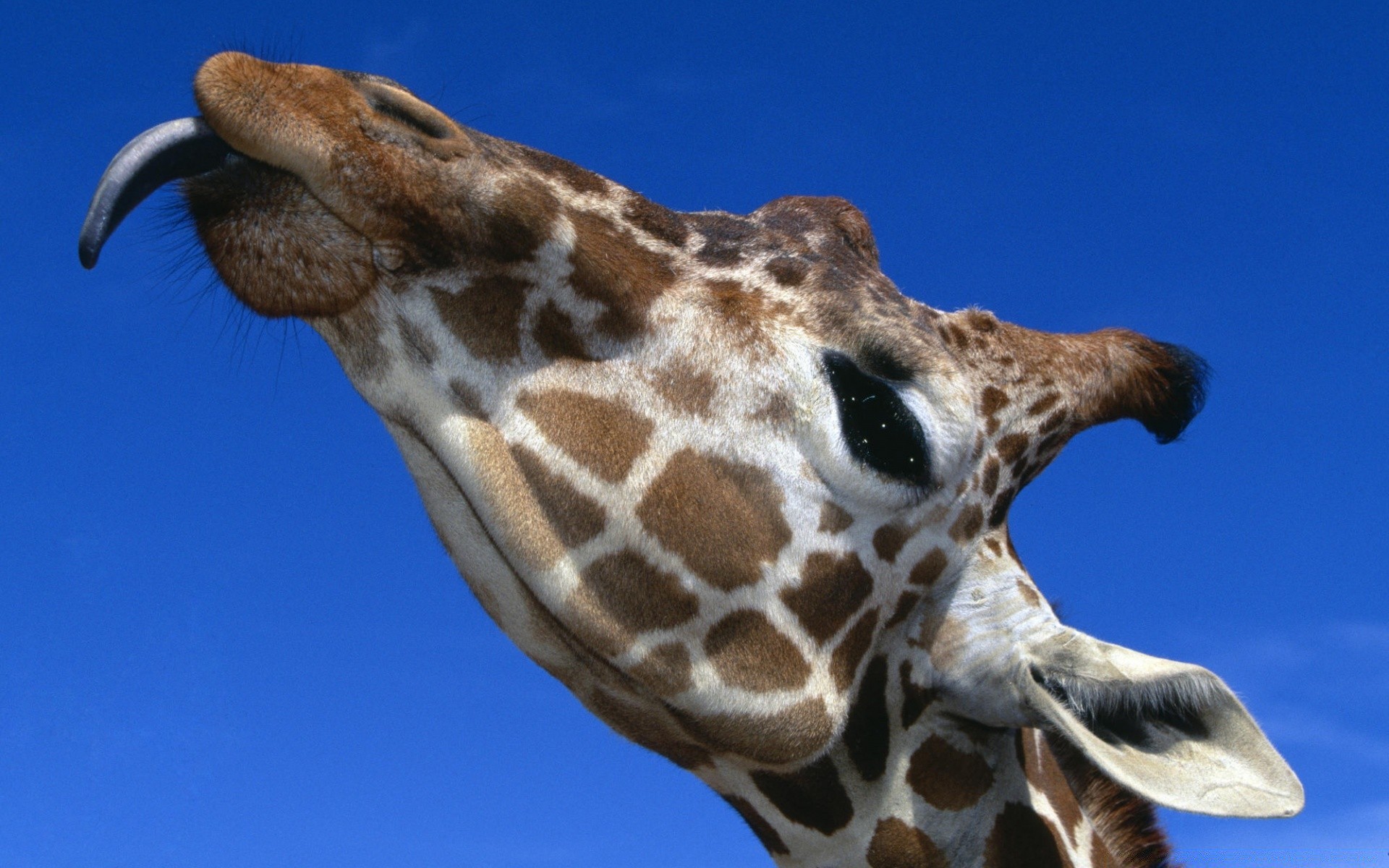 животные жираф дикой природы животное природа глава шея дикий млекопитающее портрет один зоопарк долго рот