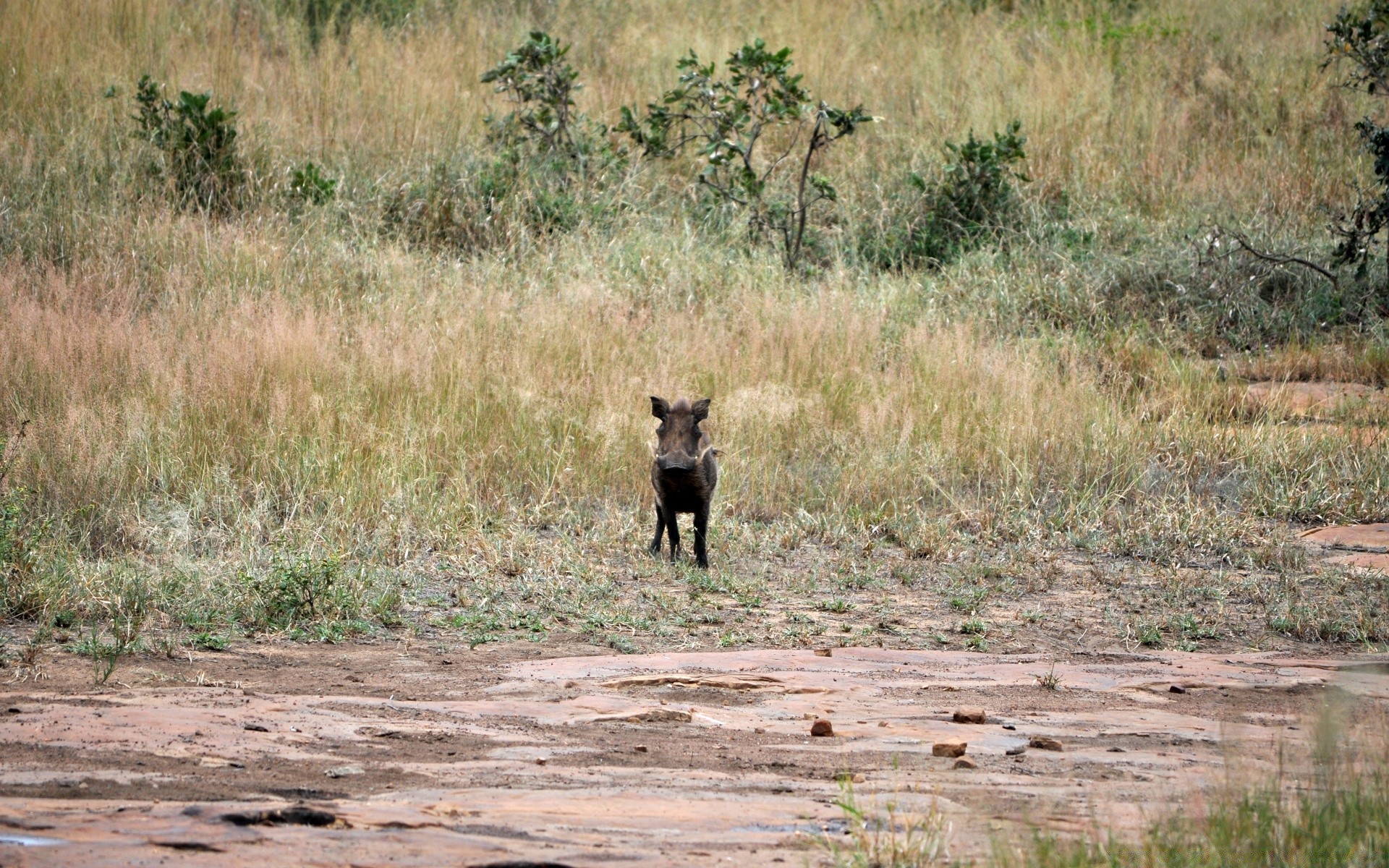 animaux mammifère la faune en plein air sauvage pâturage animal herbe safari nature savane voyage prédateur bush parc environnement lumière du jour national réserve