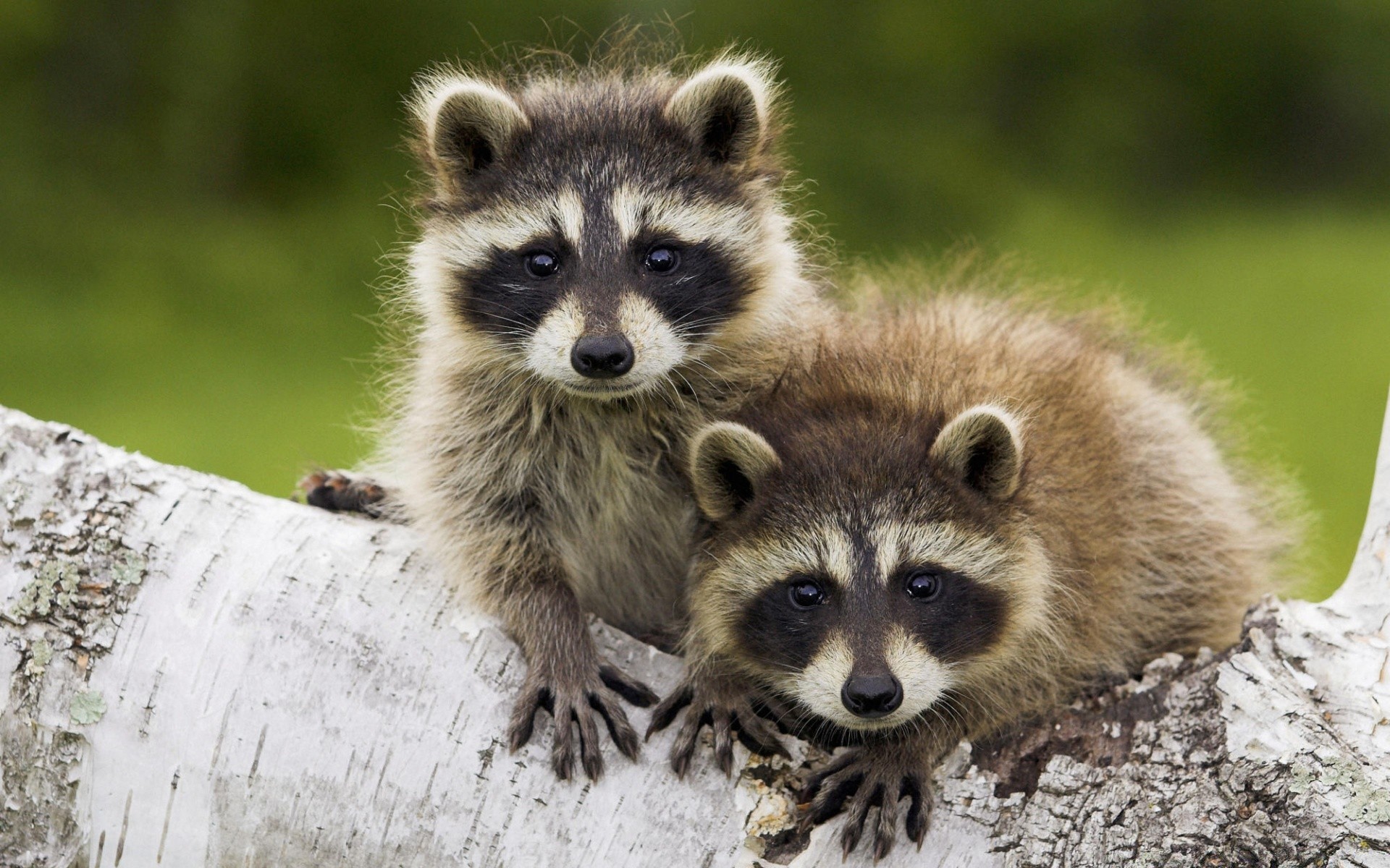 zwierzęta ssak przyroda natura zwierzę słodkie dziki mało futro portret trawa młody na zewnątrz oglądanie zoo