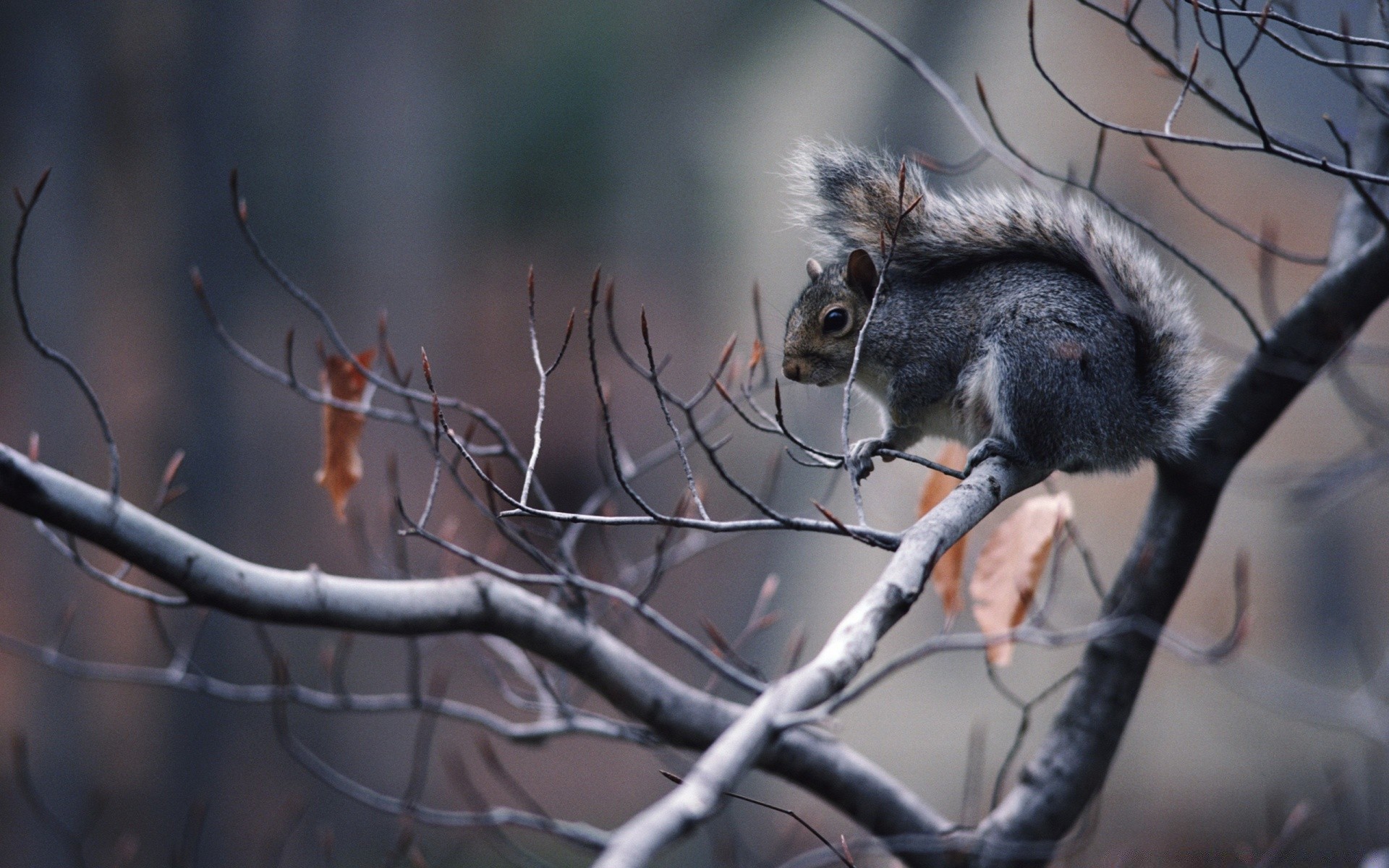 animaux arbre nature à l extérieur hiver bois mammifère faune écureuil portrait animal automne un parc