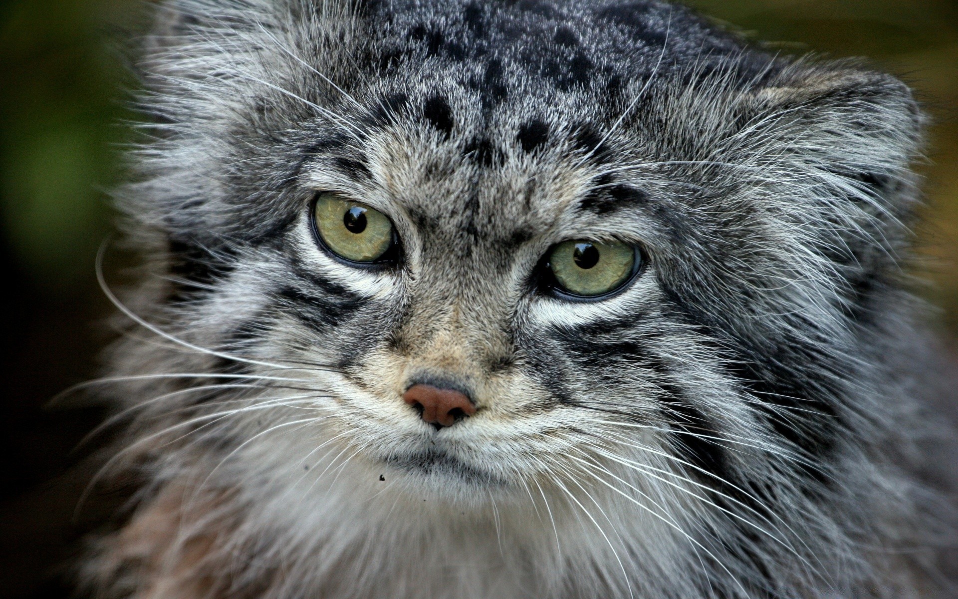 animaux mammifère animal faune chat fourrure mignon nature sauvage portrait prédateur gris