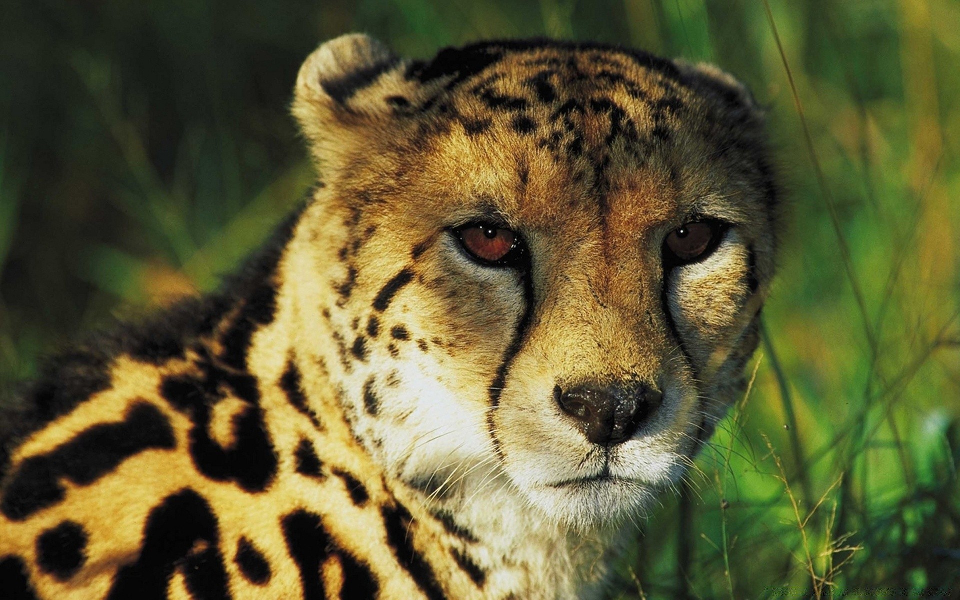 animales vida silvestre mamífero gato depredador animal carnívoro salvaje zoológico piel naturaleza retrato safari cazador guepardo grande ojo