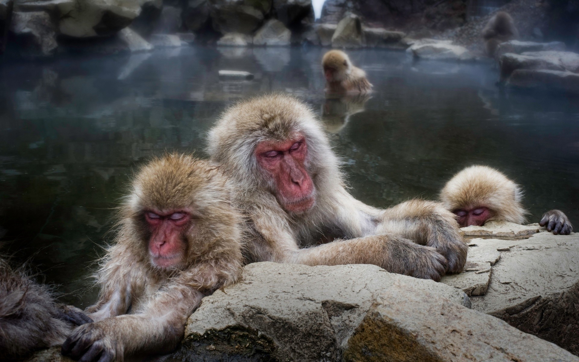 zwierzęta ssak małpa przyroda prymas futro kłuć zoo makaki zwierzę natura słodkie jeden portret dziki