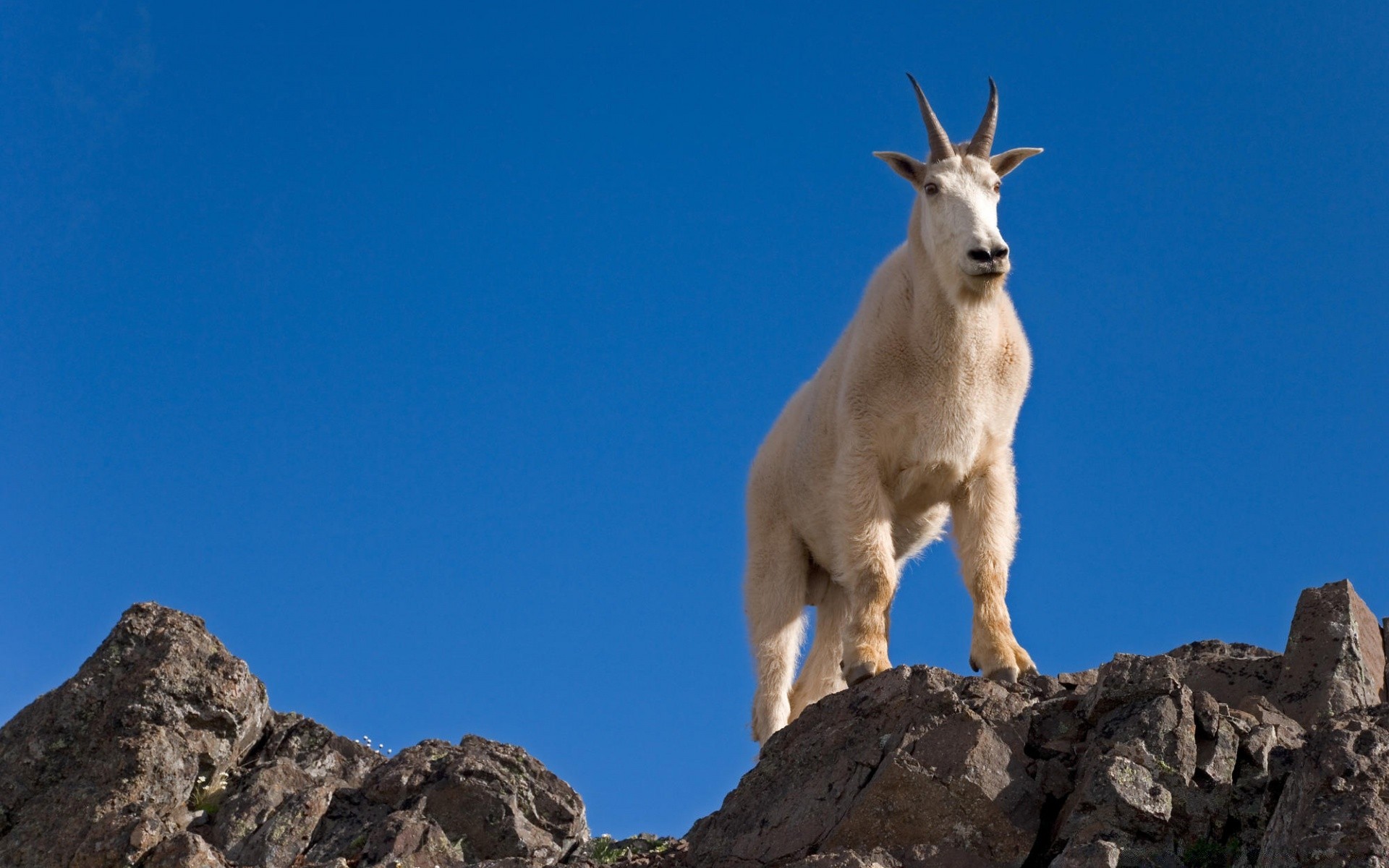animaux mammifère en plein air rock lumière du jour voyage unique ciel nature montagnes chèvre