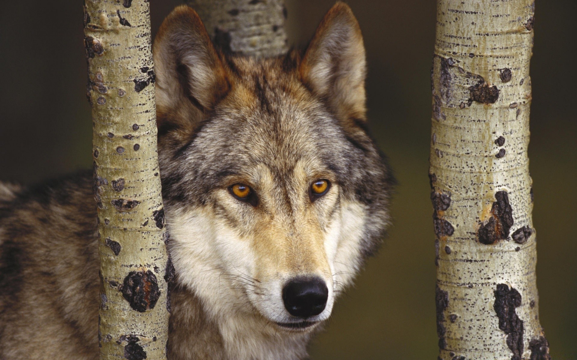 tiere säugetier holz tierwelt natur porträt tier wild auge