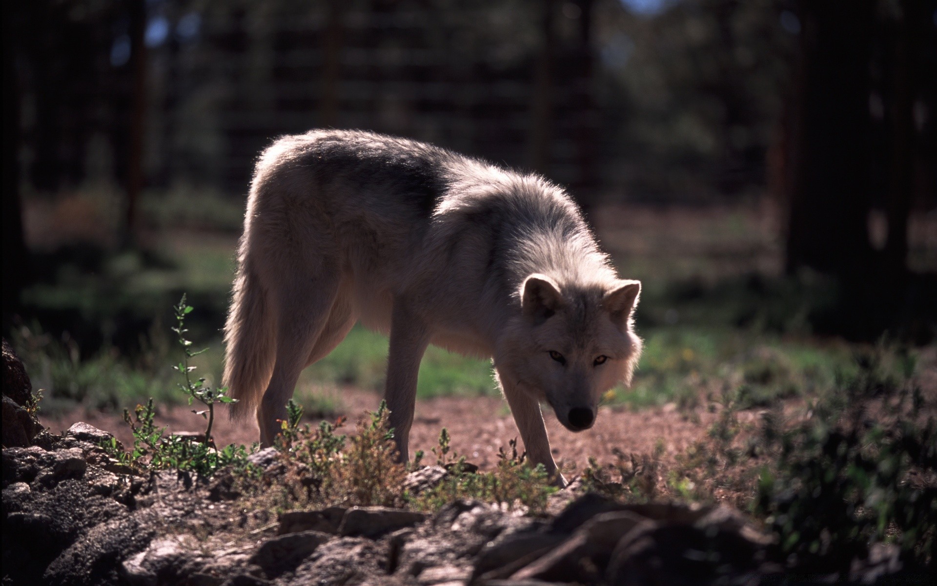 animais mamífero cinegrafista lobo vida selvagem natureza cão predador selvagem pele grama ao ar livre animal madeira comedor de carne