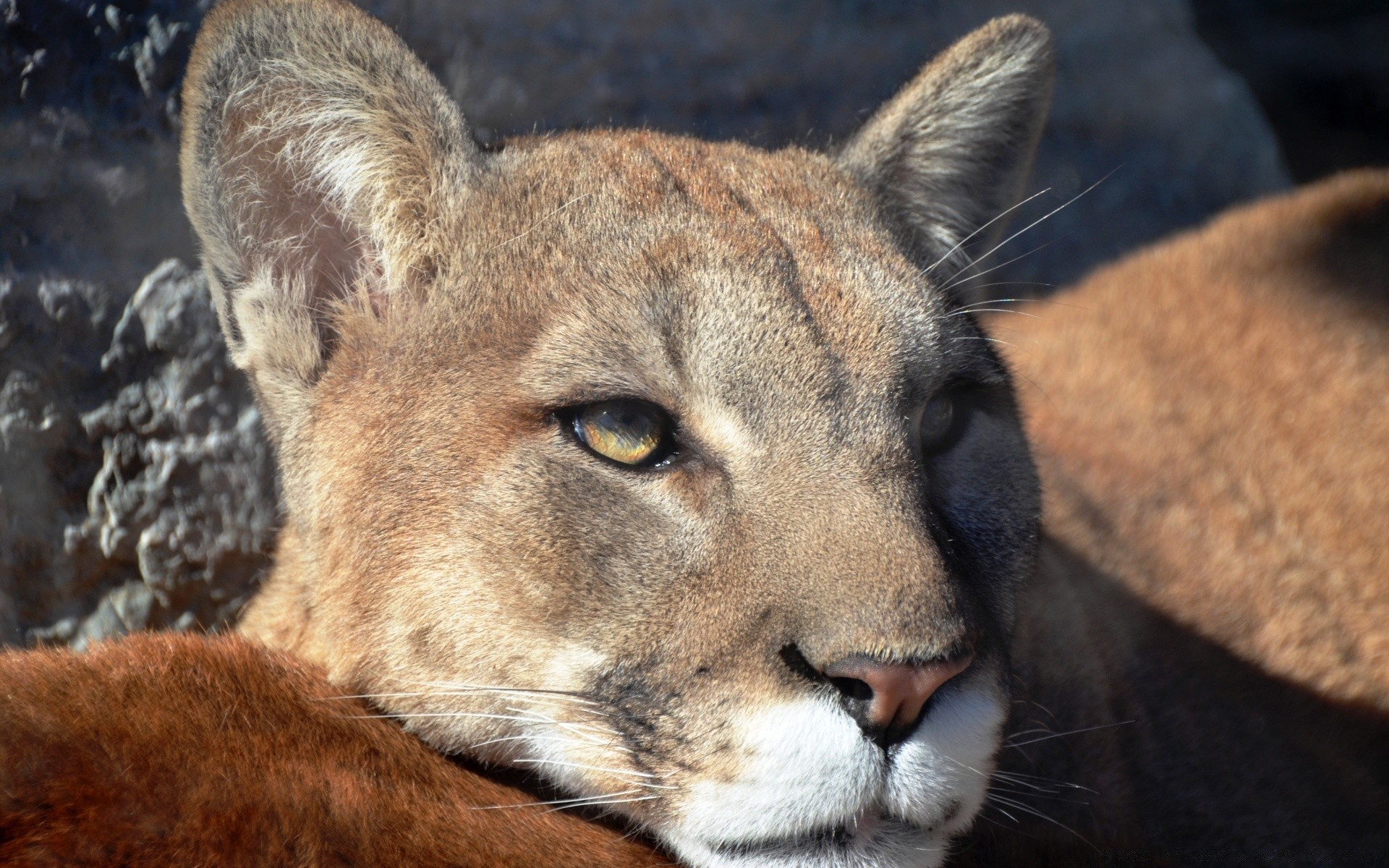 animais mamífero gato vida selvagem jardim zoológico leão predador animal selvagem retrato pele caçador safari natureza comedor de carne