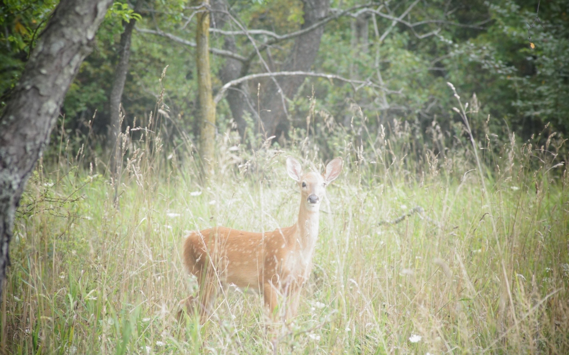 animali natura erba cervo animale fauna selvatica legno mammifero selvaggio estate campo fieno all aperto parco campagna giovane pelliccia