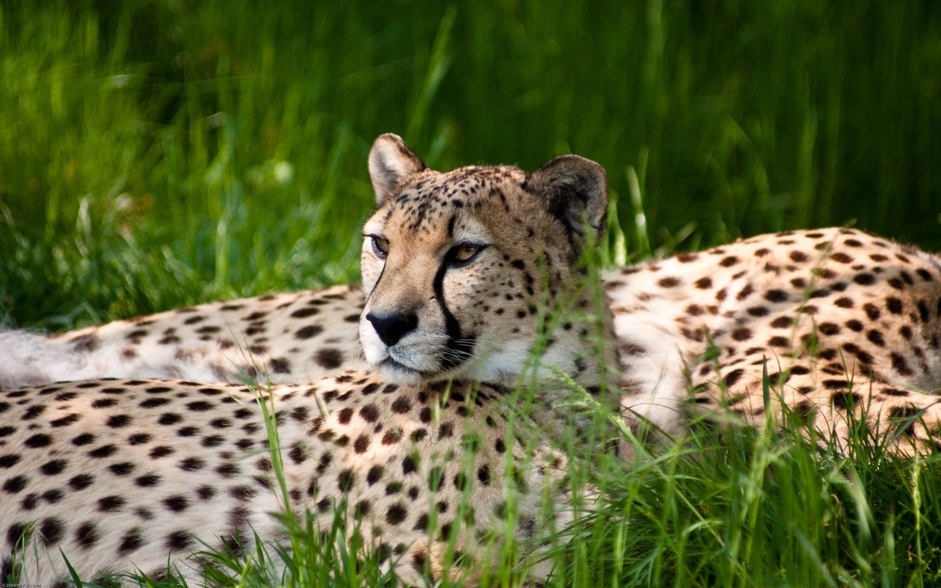 animali fauna selvatica ghepardo mammifero selvaggio erba gatto predatore natura mangiatore di carne safari cacciatore animale zoo leopardo