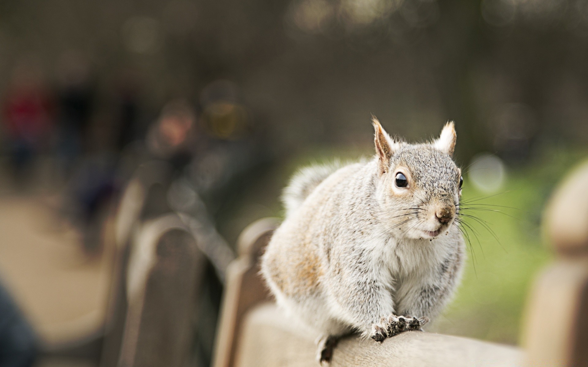 animals nature animal outdoors wildlife mammal portrait cute squirrel fur wild little grey wood