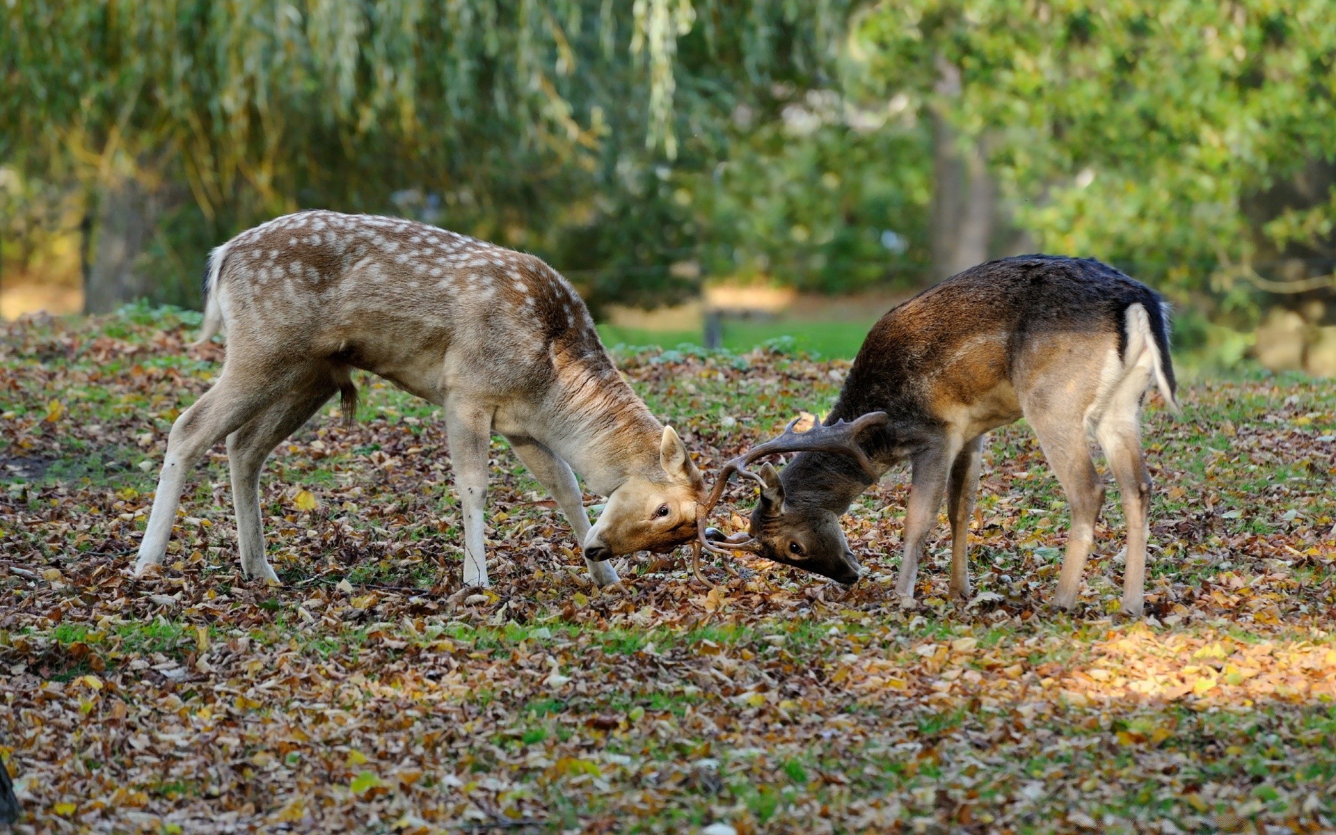 zwierzęta ssak dzika przyroda jeleń trawa natura zwierzę drewno dzikie futro na zewnątrz sianokosy pole śliczne pantofle