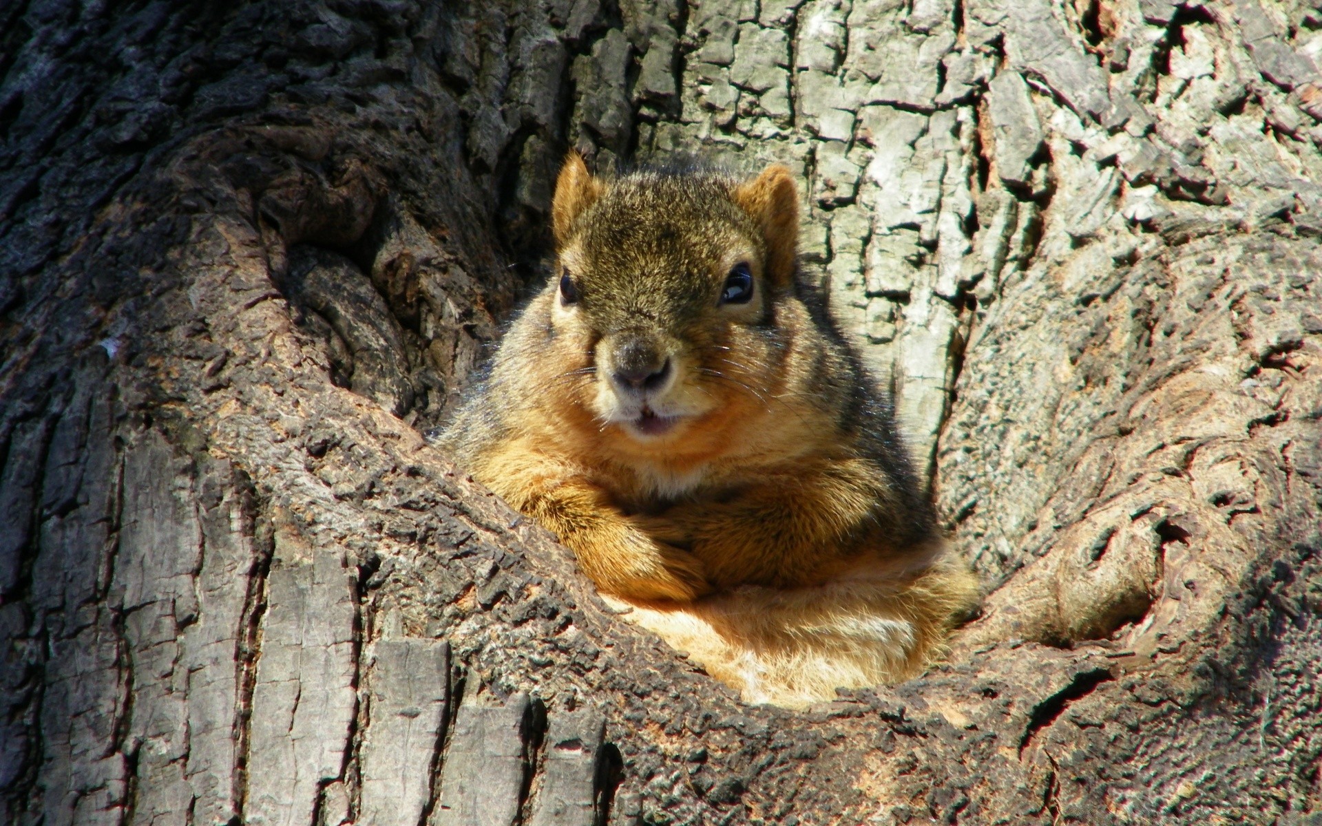 animales ardilla vida silvestre mamífero roedor madera naturaleza animal pelaje lindo madera