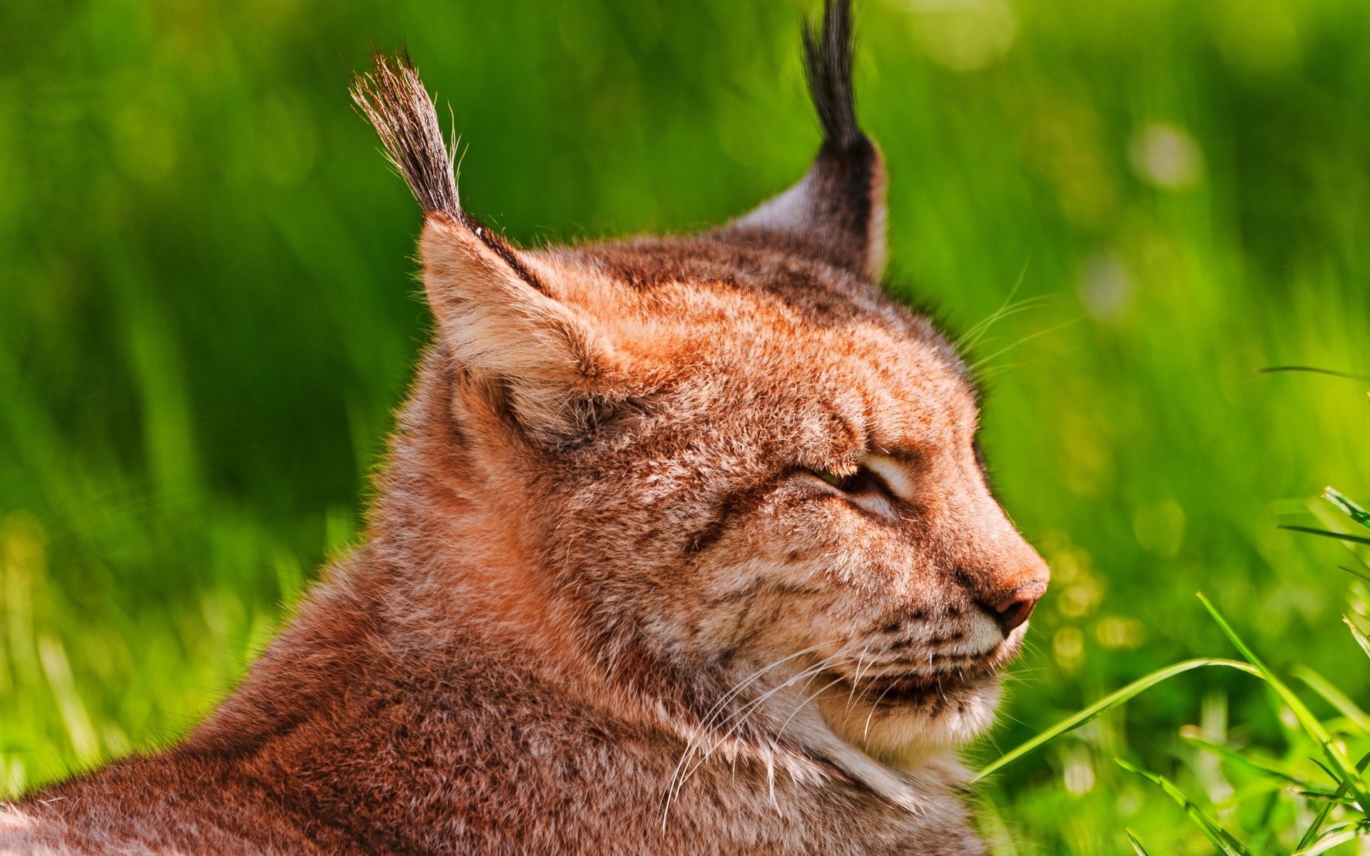 tiere säugetier tier gras natur tierwelt katze fell niedlich wild porträt raubtier zoo