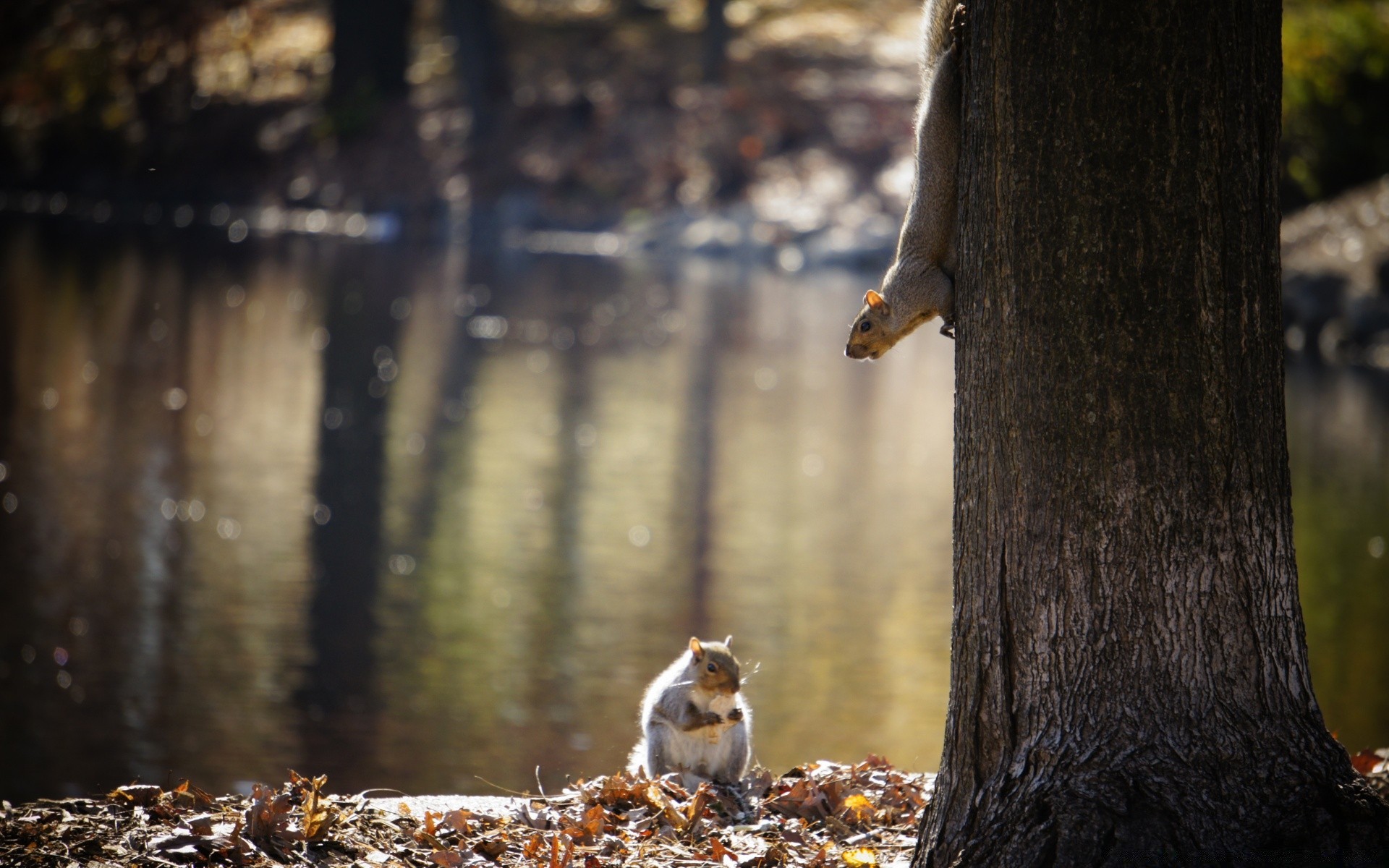 animali legno legno natura all aperto mammifero autunno singolo uccello fauna selvatica