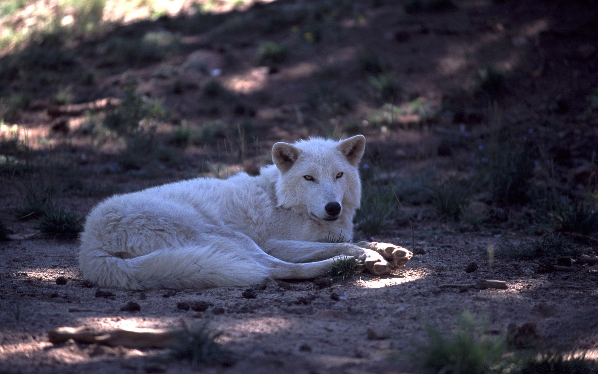 animaux nature mammifère chien animal cynologue en plein air la faune sauvage fourrure