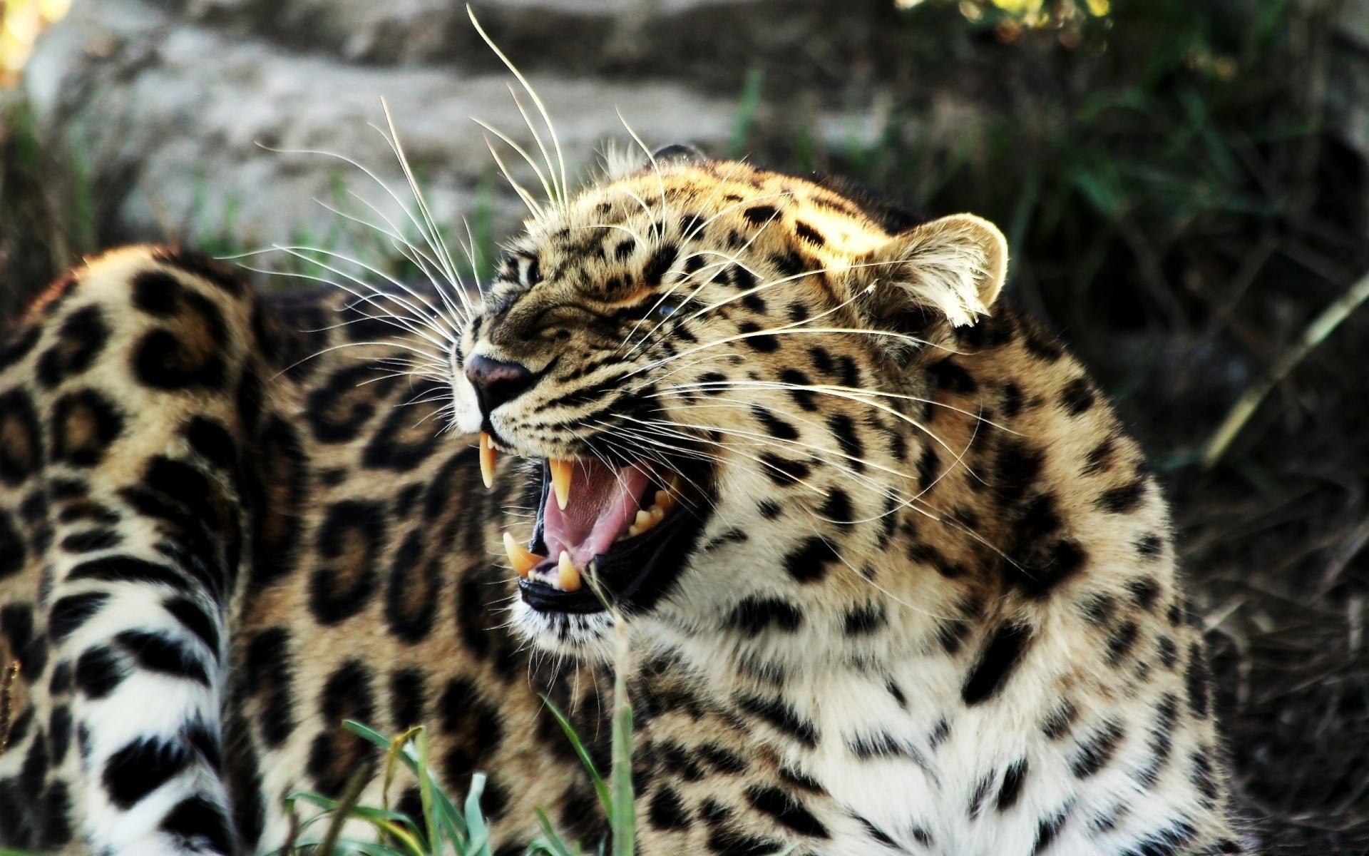 hayvanlar kedi yaban hayatı memeli leopar hayvan hayvanat bahçesi kürk yırtıcı hayvan kaplan avcı et yiyen safari çita vahşi orman panter avcılık