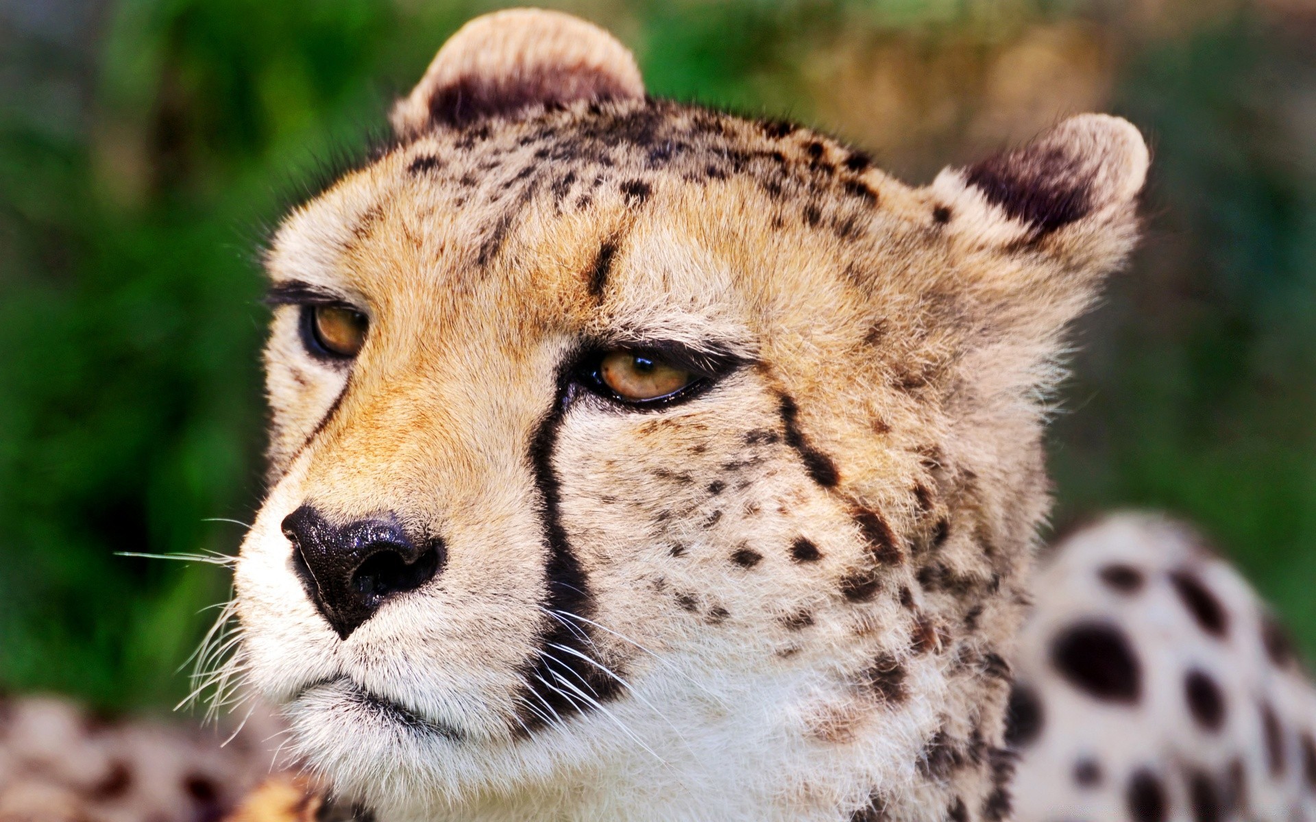 животные дикой природы животное млекопитающее дикий кошка природа хищник мех зоопарк сафари мясоед охотник портрет милые гепард