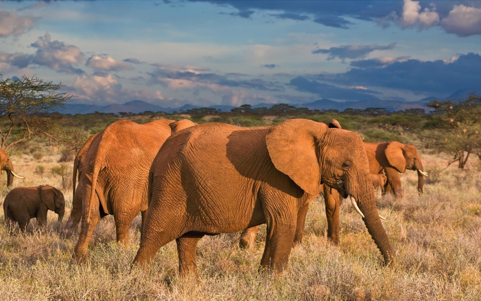 tiere säugetier tierwelt weiden elefant gras tier safari herde savanne wild afrikanischer elefant im freien natur