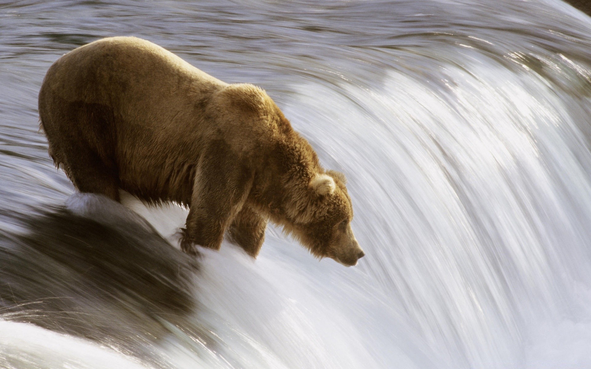 animales agua mamífero vida silvestre naturaleza río al aire libre animal invierno movimiento