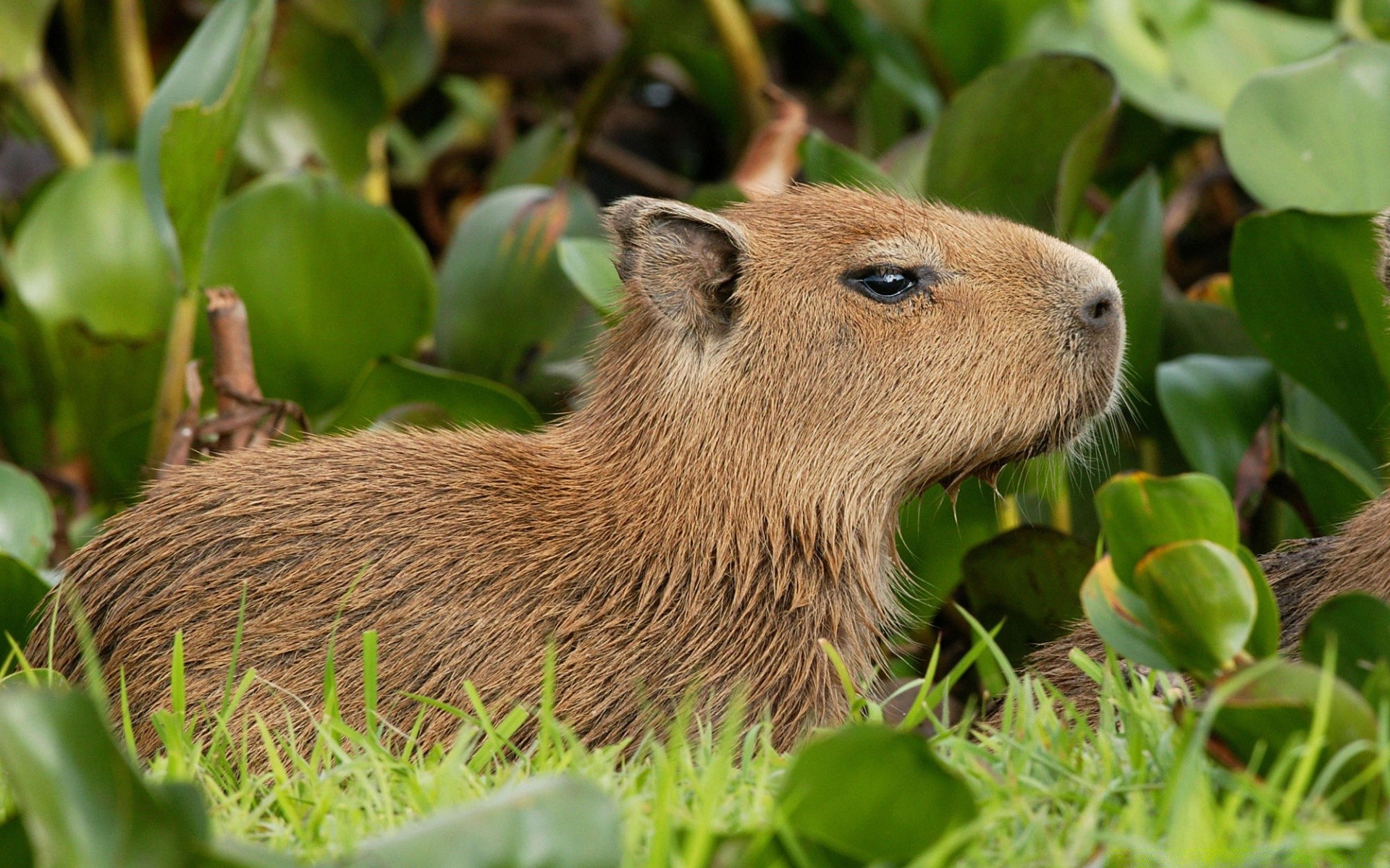 tiere natur gras tierwelt tier wenig wild im freien säugetier niedlich