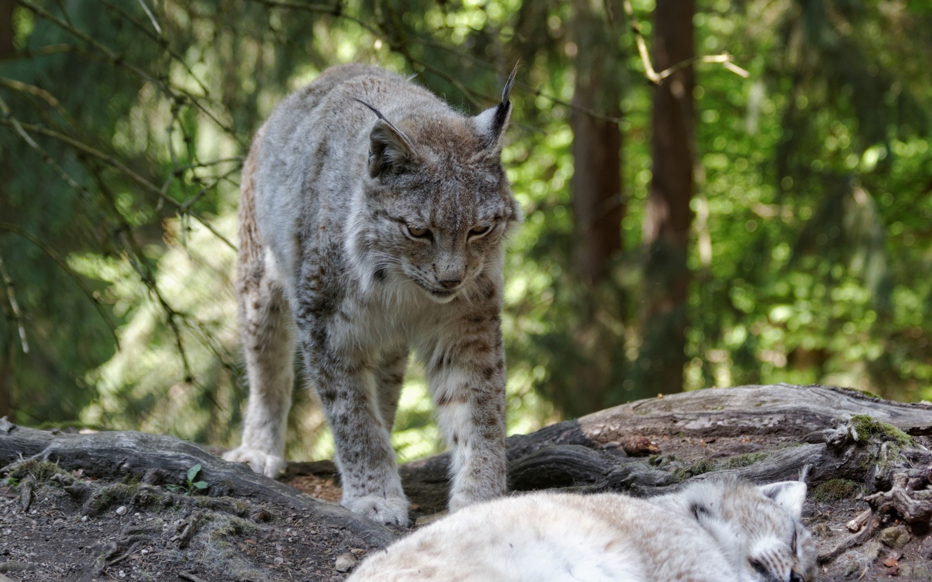 tiere natur tierwelt säugetier raubtier wild fleischesser holz katze tier fell im freien zoo jäger baum luchs porträt groß luchs vom aussterben bedroht