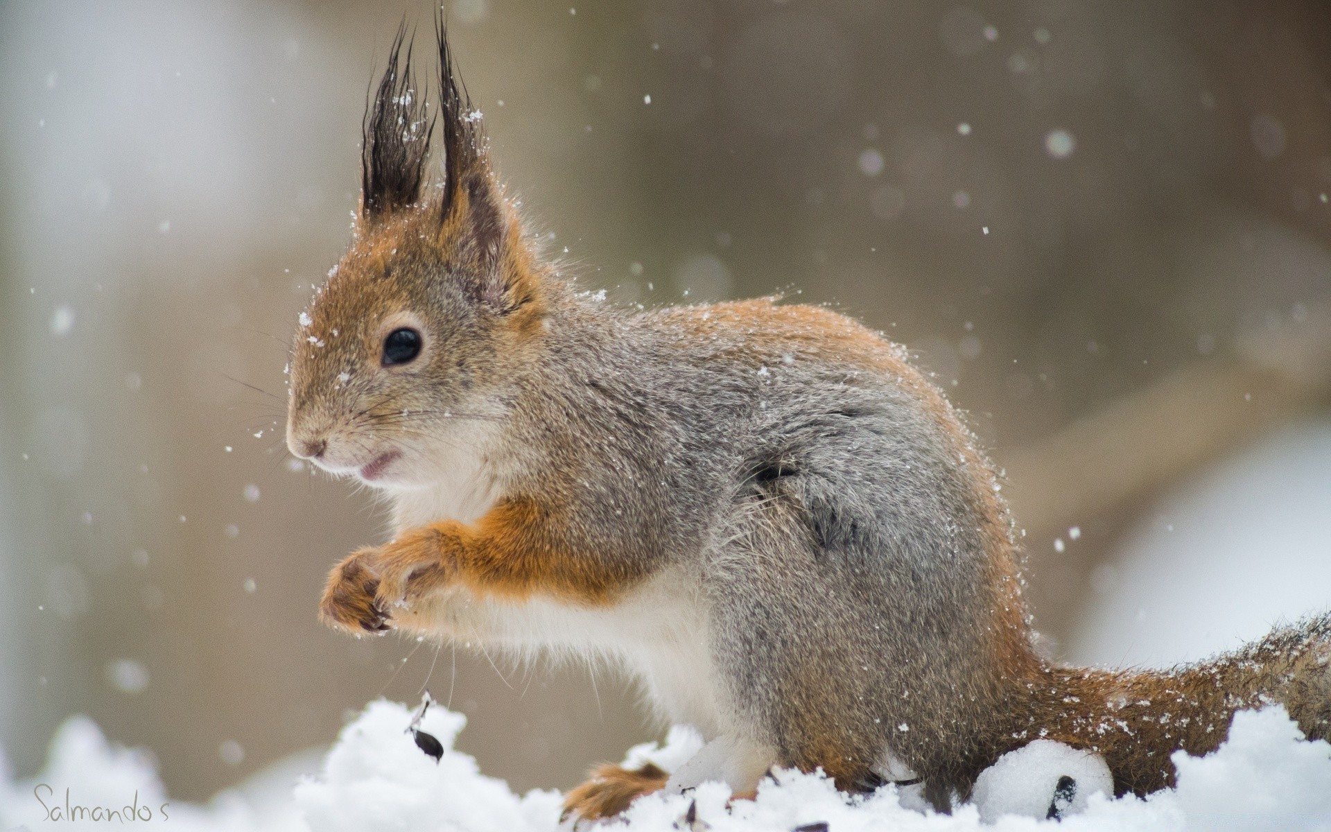 animals mammal wildlife squirrel rodent cute nature little outdoors wood animal snow one winter fur looking side view