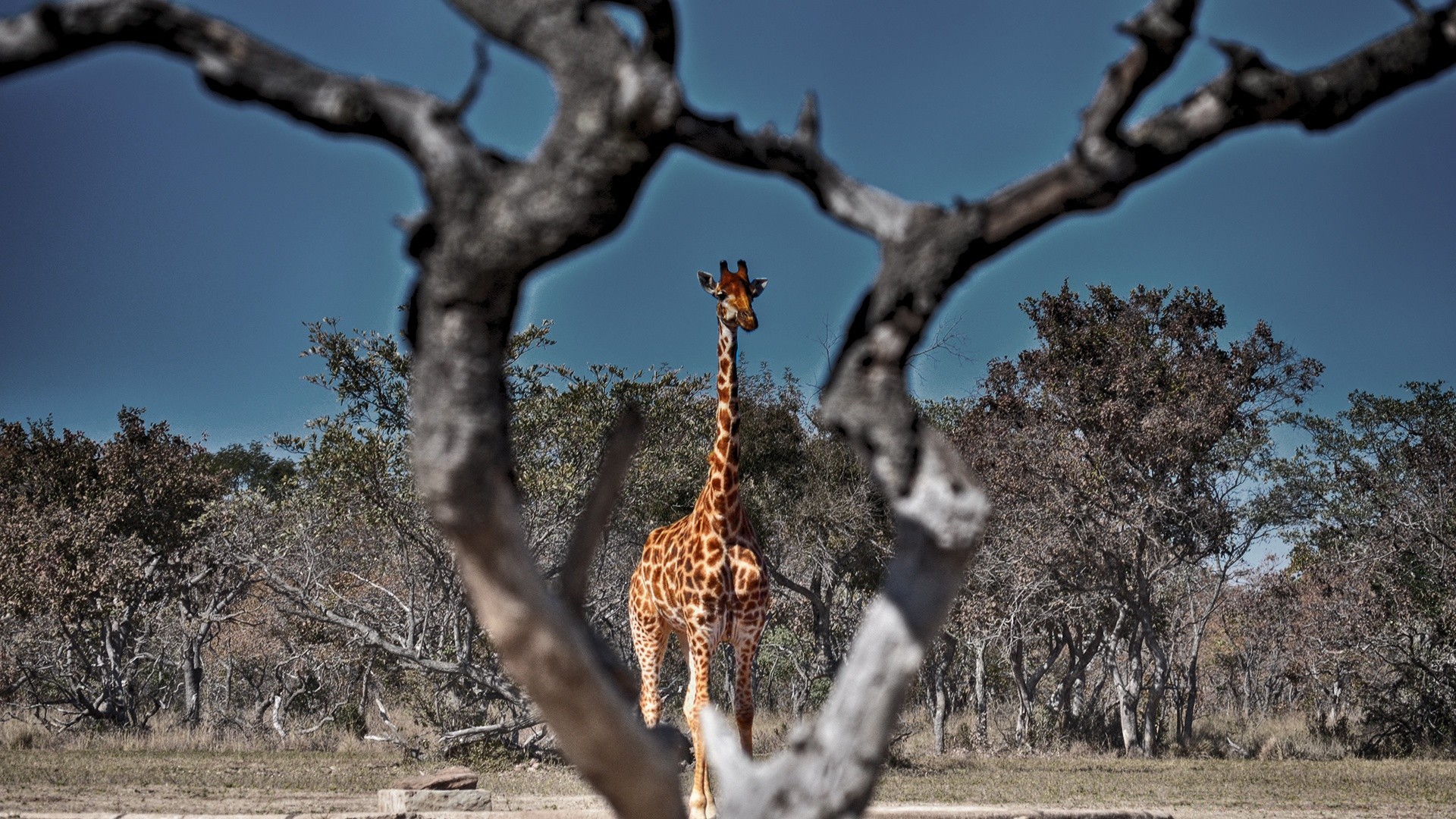 animaux arbre nature en plein air parc bois branche environnement paysage ciel saison hiver