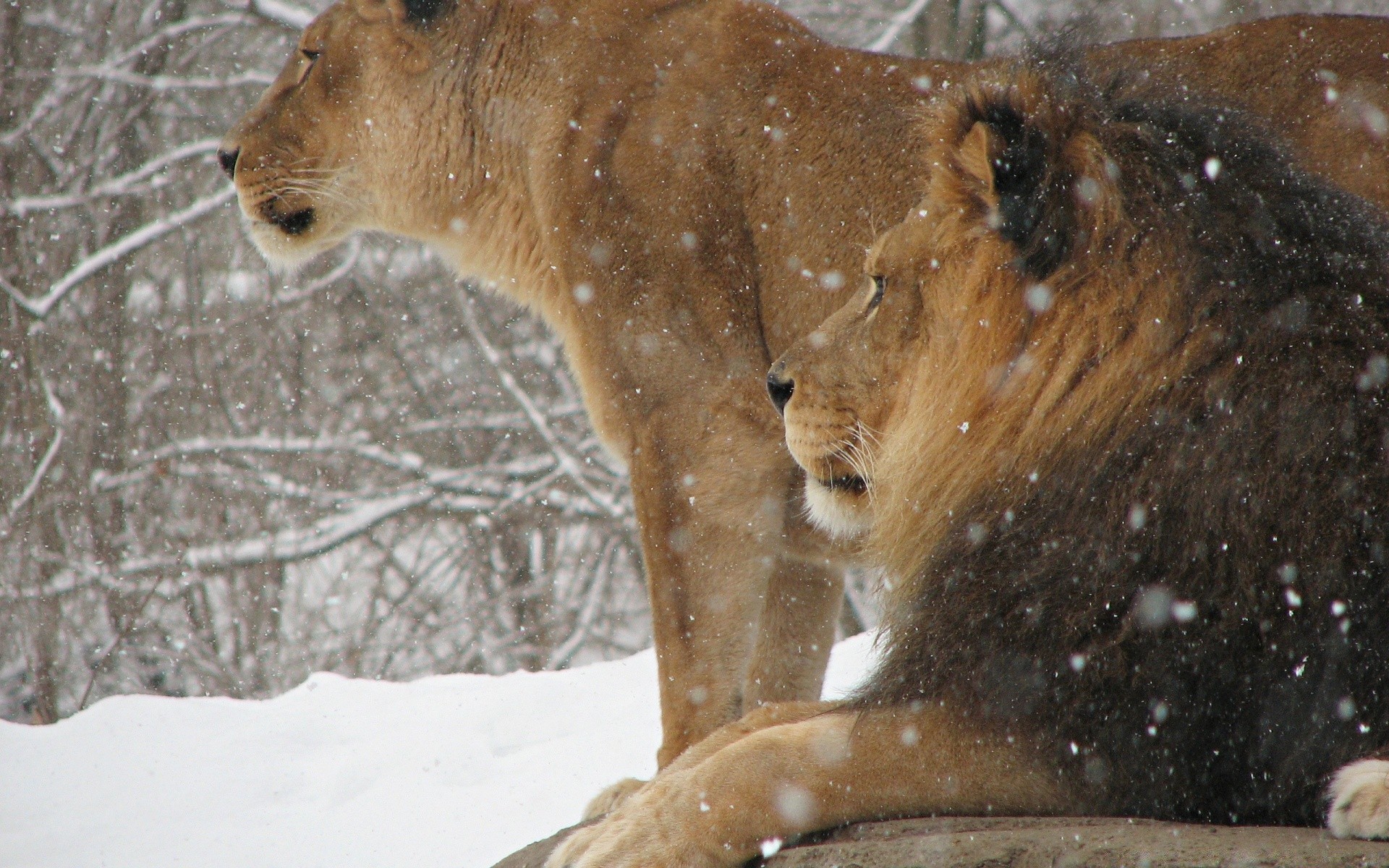 tiere säugetier schnee winter tierwelt kälte tier natur porträt katze zoo wild löwe im freien fell baum niedlich mund eis eine