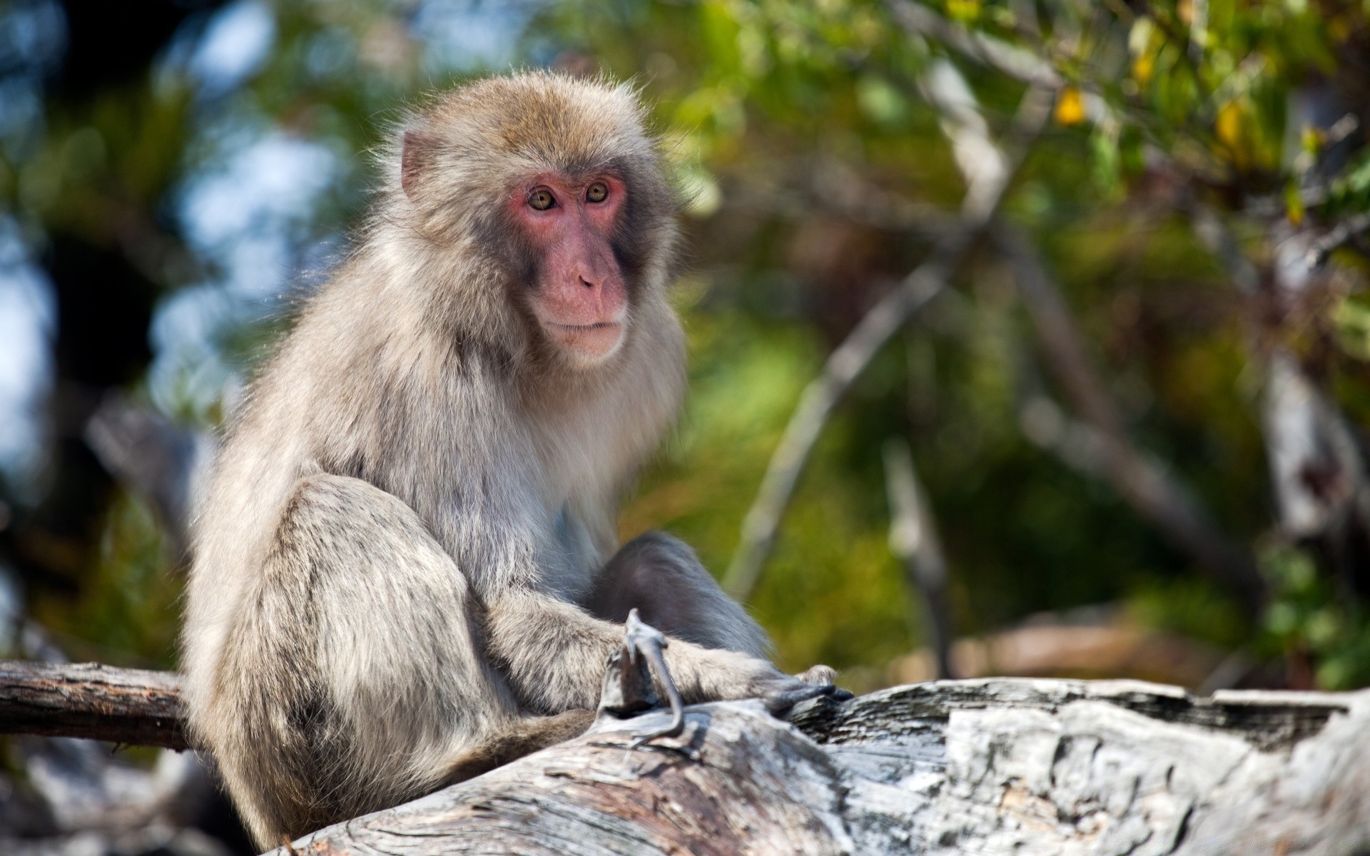 animales mono primado vida silvestre mamífero naturaleza agacharse macacos salvaje madera lindo piel sentarse selva árbol animal retrato endémico zoológico al aire libre