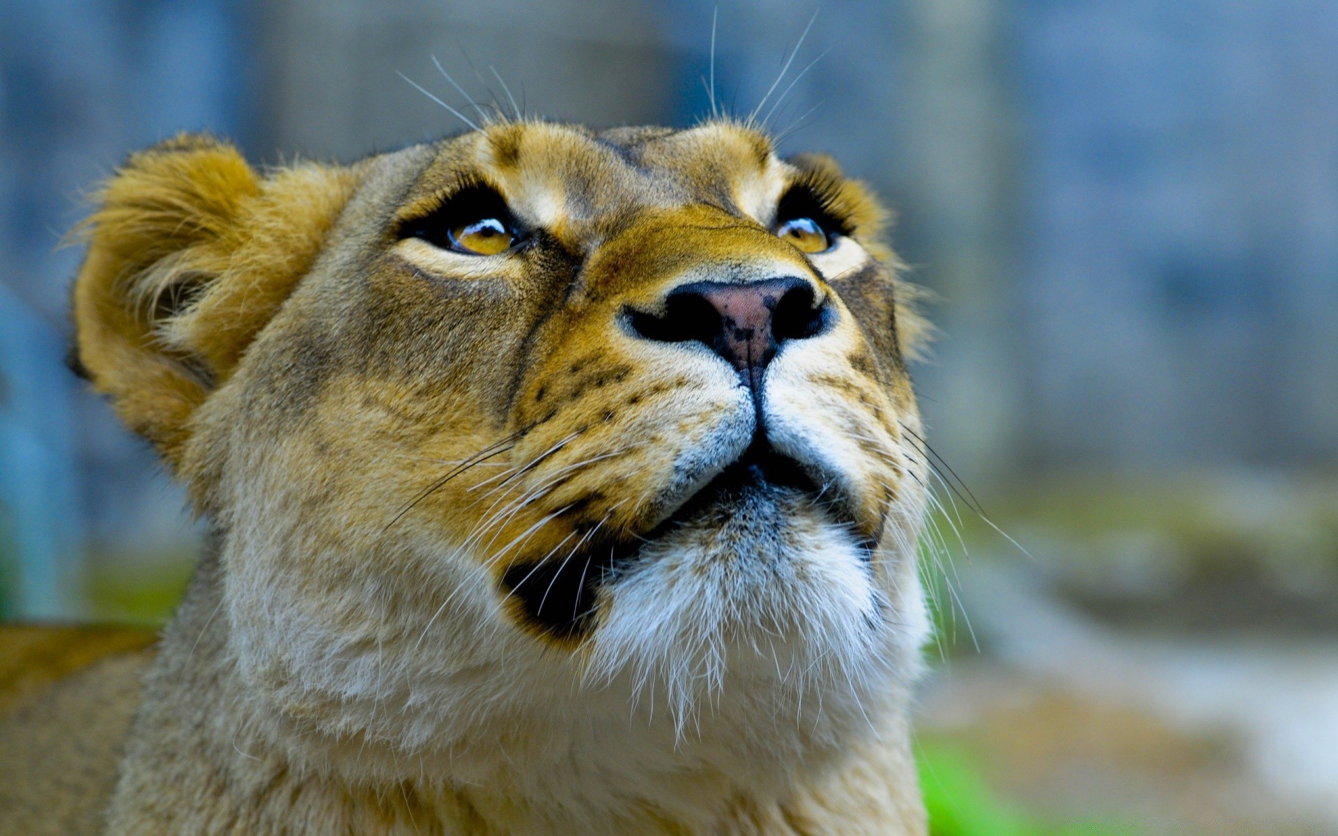 animais mamífero vida selvagem gato animal retrato jardim zoológico natureza selvagem pele predador leão olho cabeça fofa