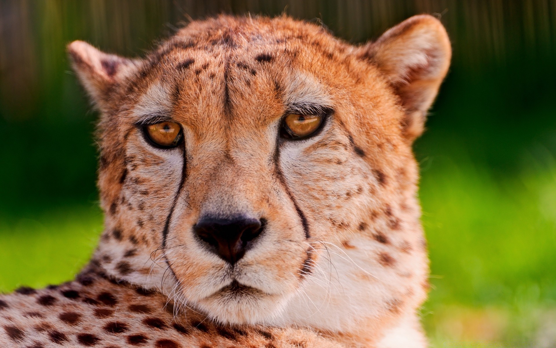 zwierzęta przyroda zwierzę ssak kot dziki drapieżnik natura zoo myśliwy mięsożerca safari futro portret duże oko