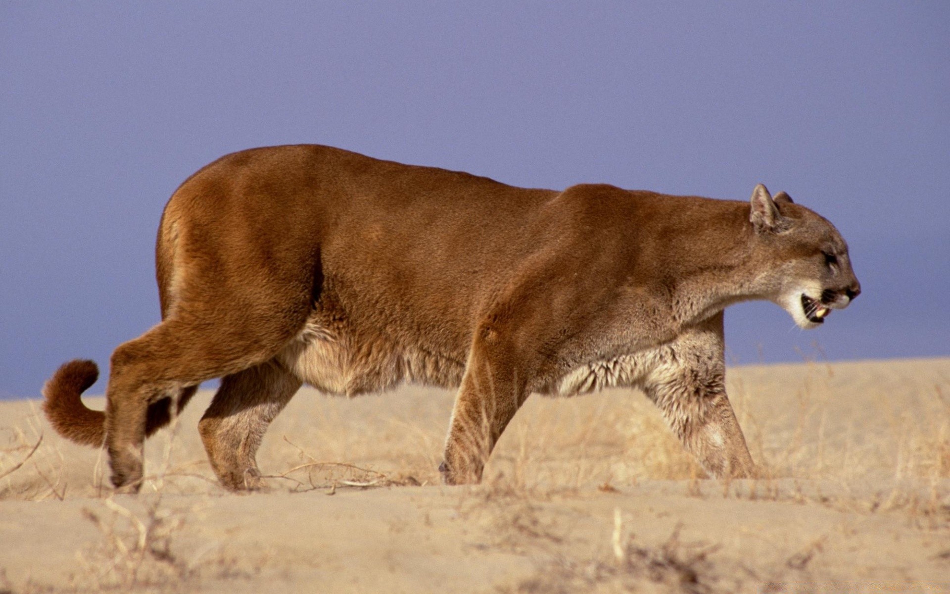 animales mamífero vida silvestre gato león animal naturaleza al aire libre solo