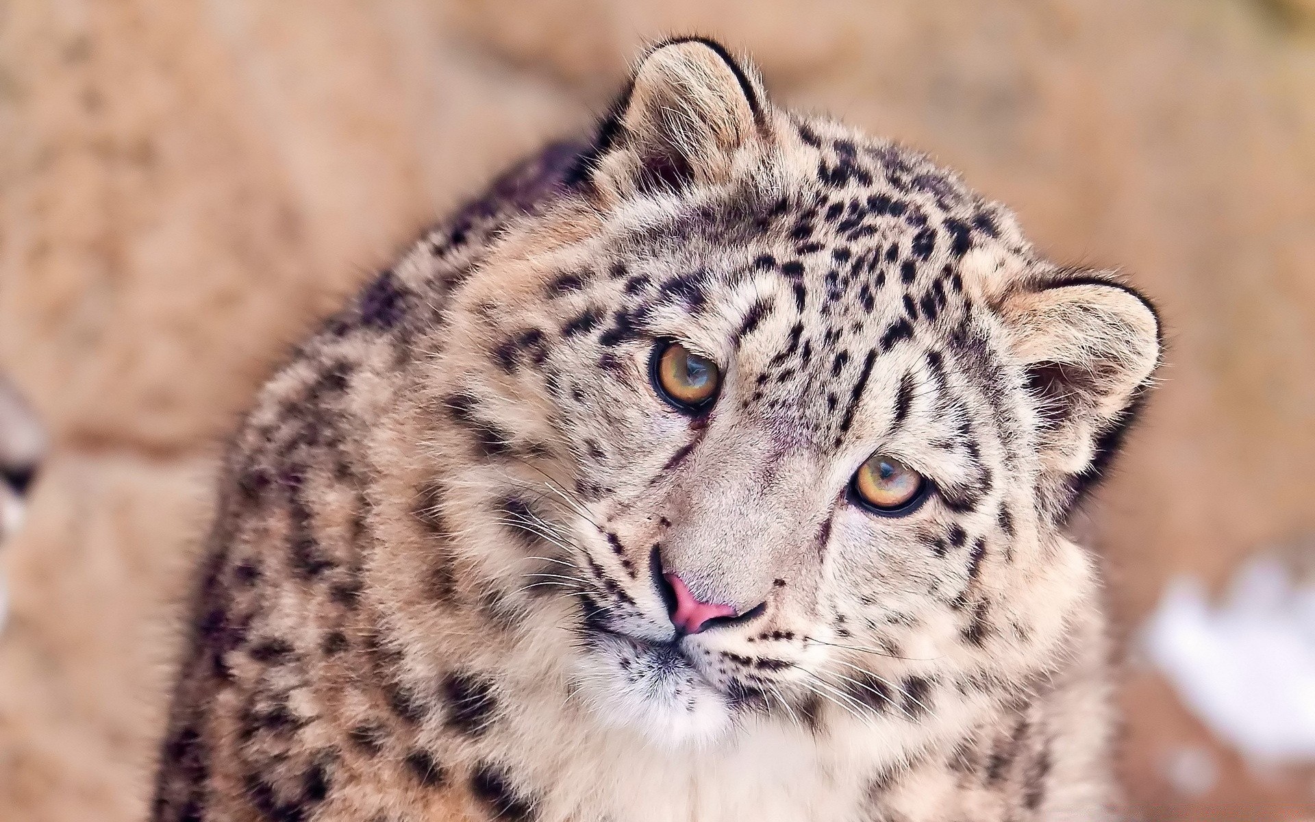 animaux faune chat mammifère animal prédateur sauvage mangeur de viande fourrure nature safari zoo léopard grand chasseur portrait oeil