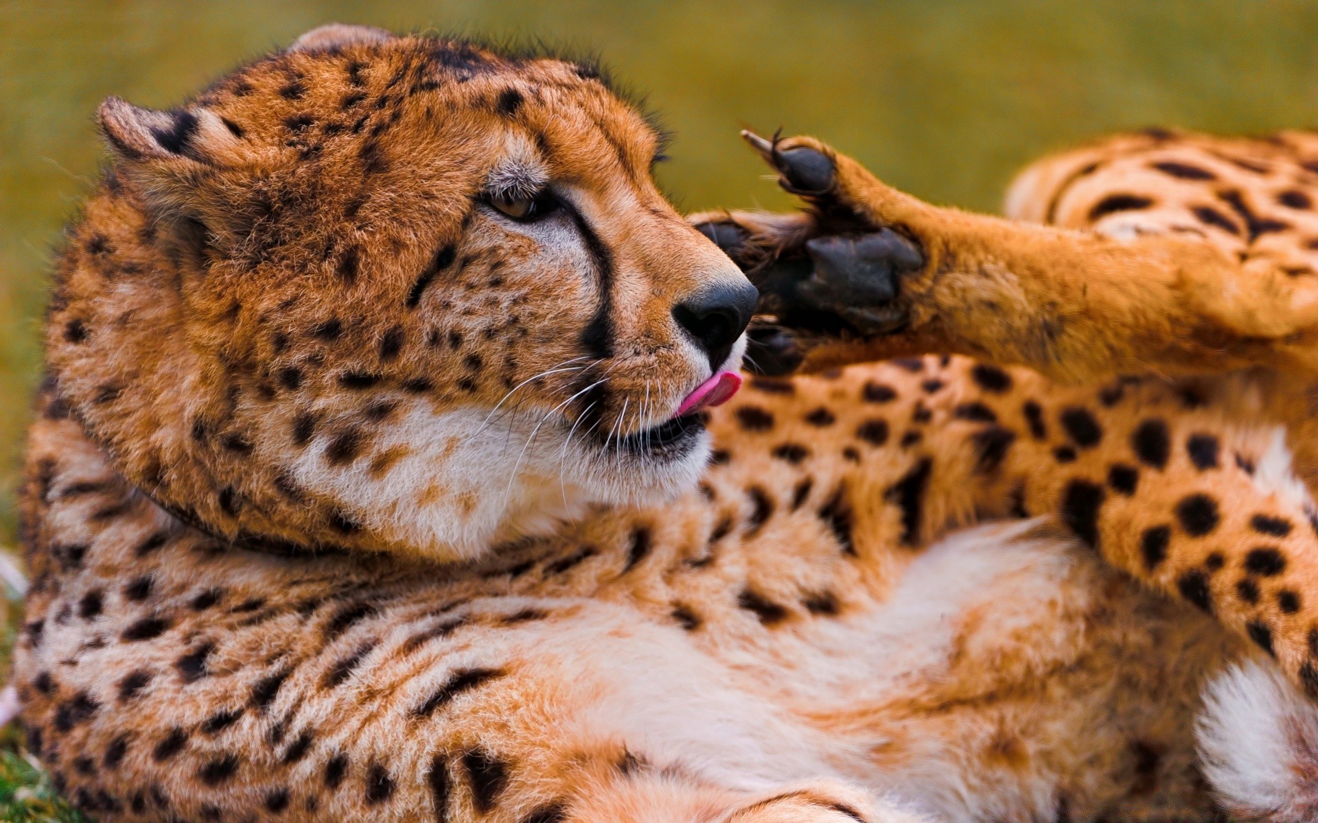 hayvanlar memeli kedi yaban hayatı yırtıcı hayvan kürk vahşi hayvan hayvanat bahçesi çita doğa safari et yiyen avcı büyük leopar nesli tükenmekte olan türler kaplan portre