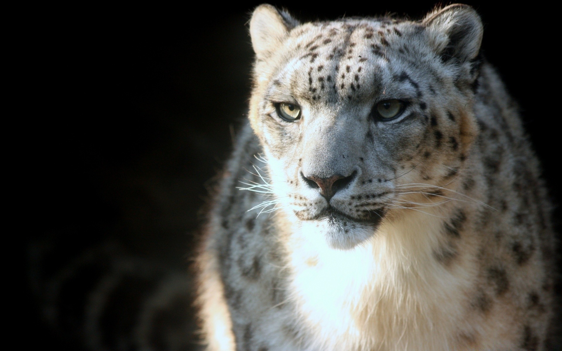 tiere tierwelt säugetier tier raubtier katze natur wild fleischesser jäger zoo pelz groß