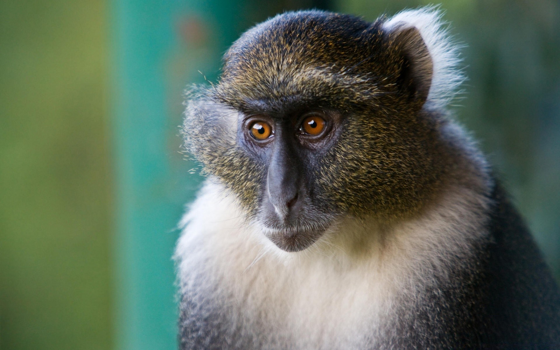 animali fauna selvatica scimmia primate mammifero animale snooping natura zoo selvaggio ritratto carino vista sedersi