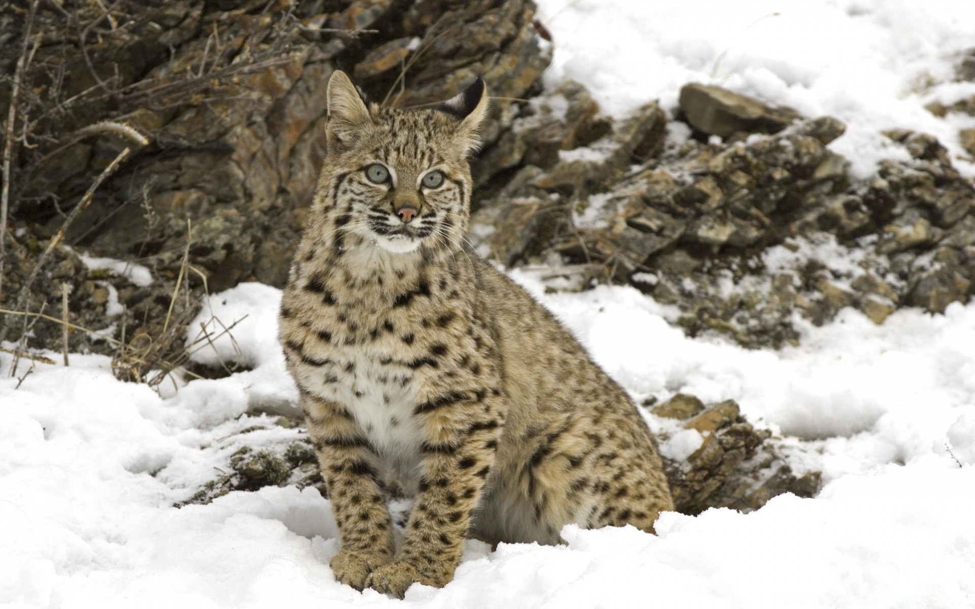 animais neve inverno natureza vida selvagem ao ar livre mamífero frio gato selvagem animal gelado