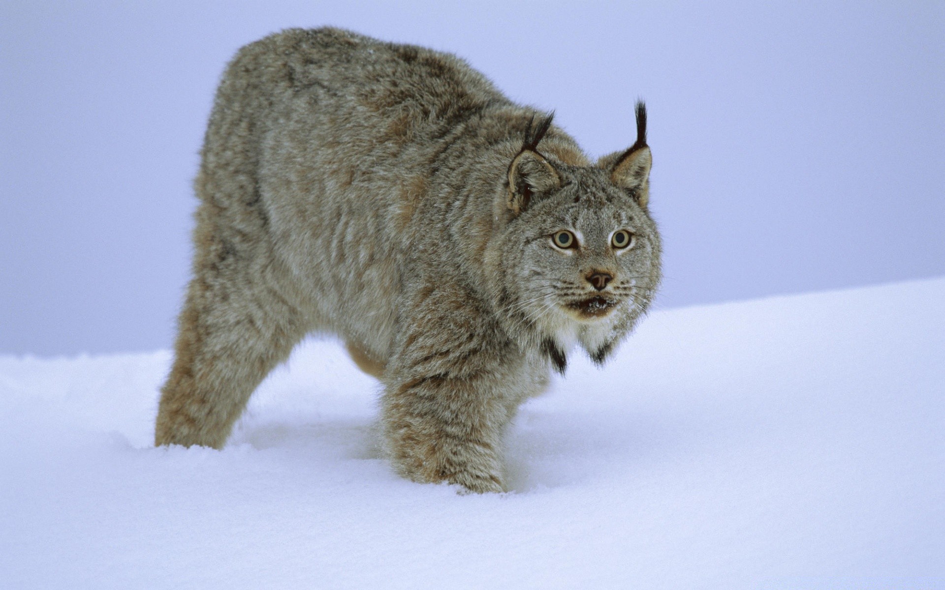 animals snow mammal cat winter wildlife animal cold fur nature outdoors portrait predator frosty