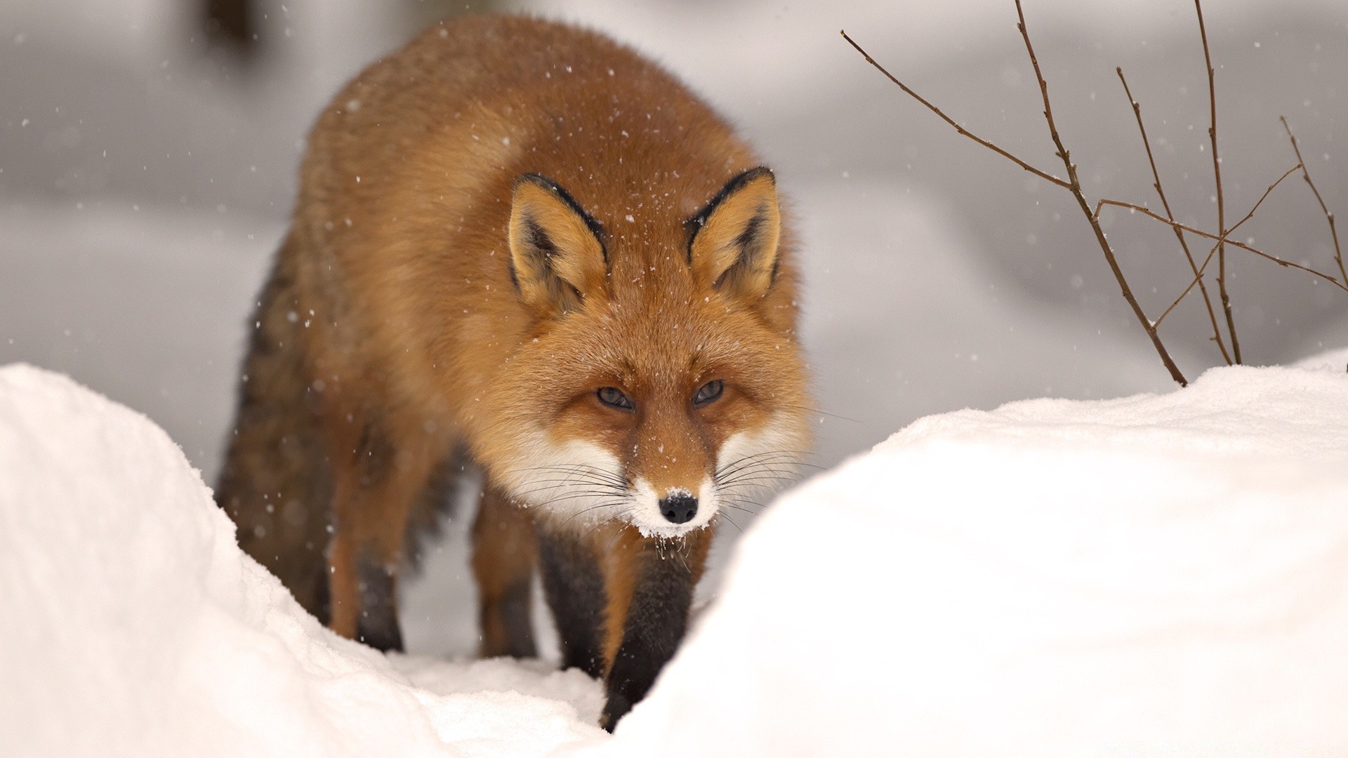 animals mammal snow wildlife winter fox animal cute canine nature portrait little