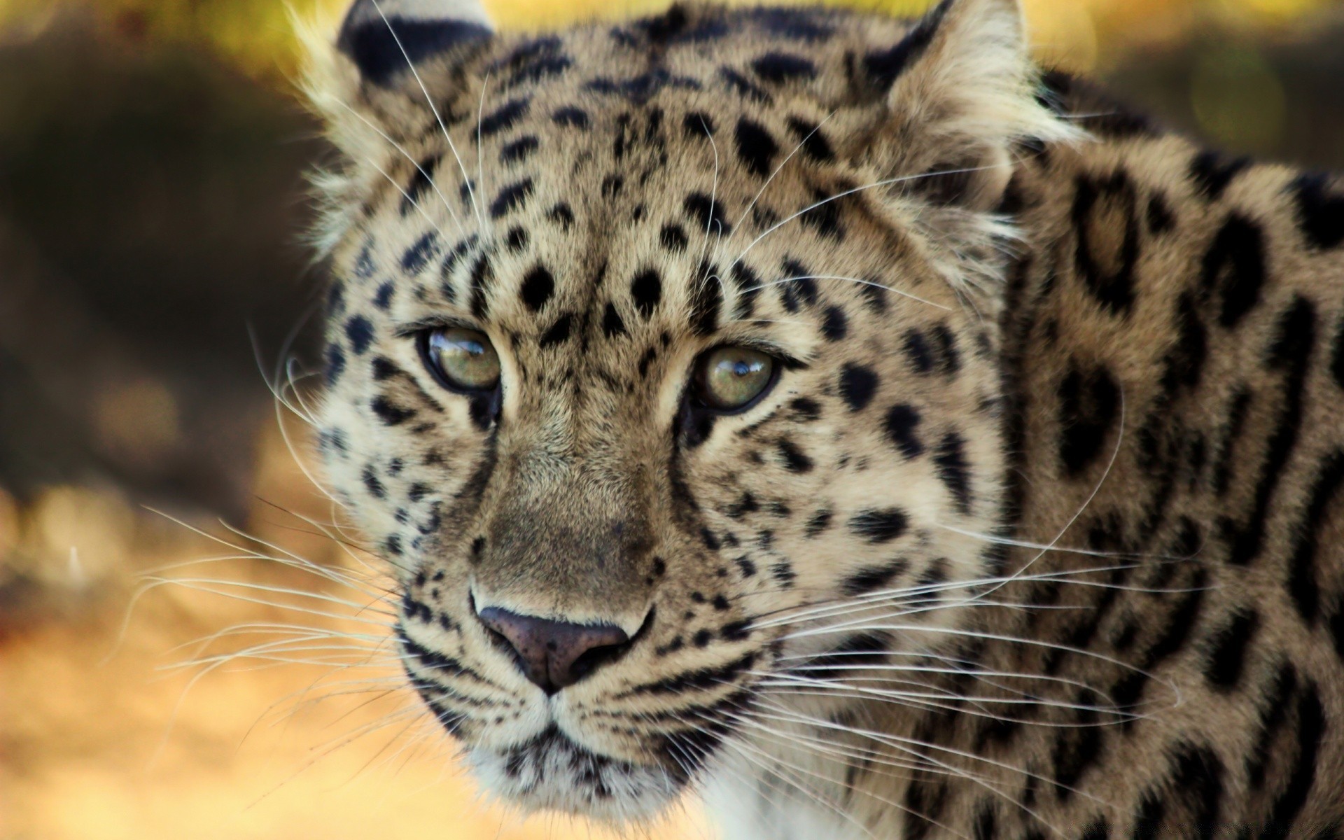 animaux chat faune prédateur léopard mammifère safari animal zoo chasseur mangeur de viande fourrure tigre jungle sauvage panthère grand chasse oeil danger en voie de disparition